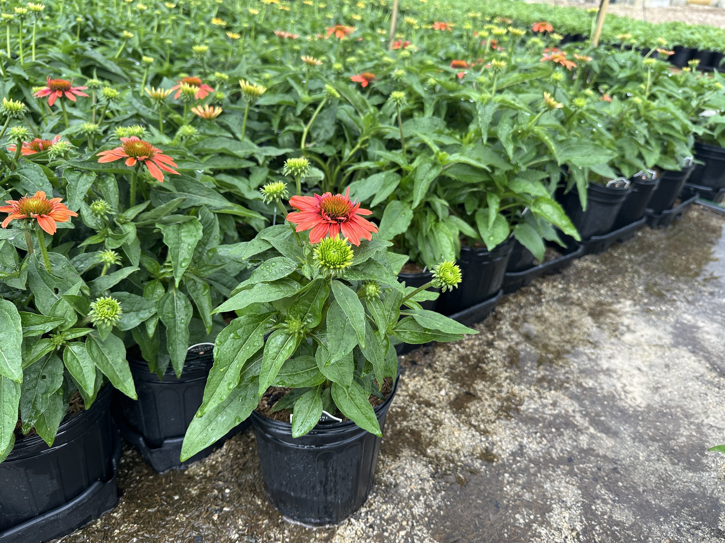 Echinacea Sombrero® Adobe Orange 'Balsomador' PP26639