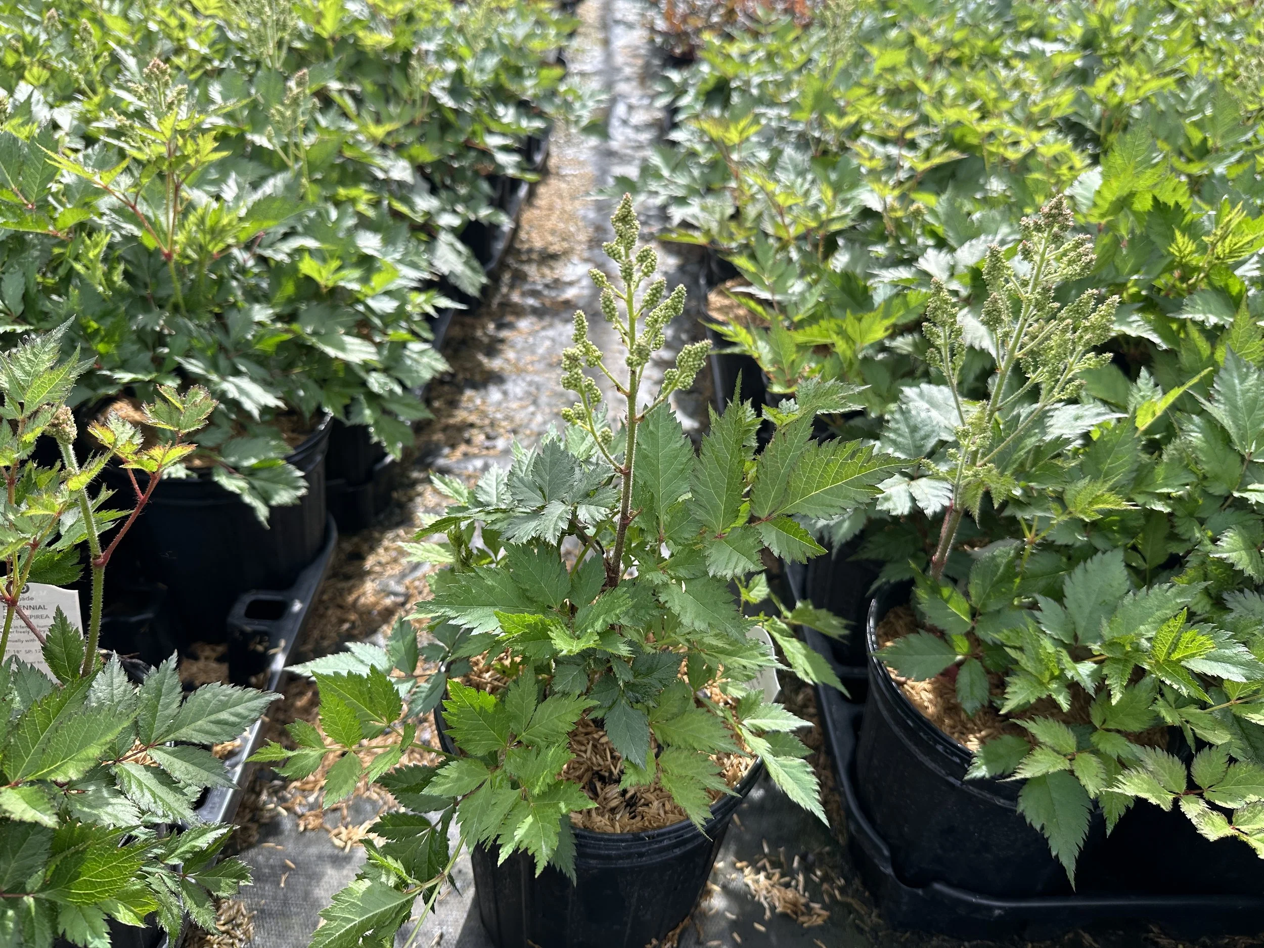 Astilbe chinensis 'Vision in White Delight' PPAF