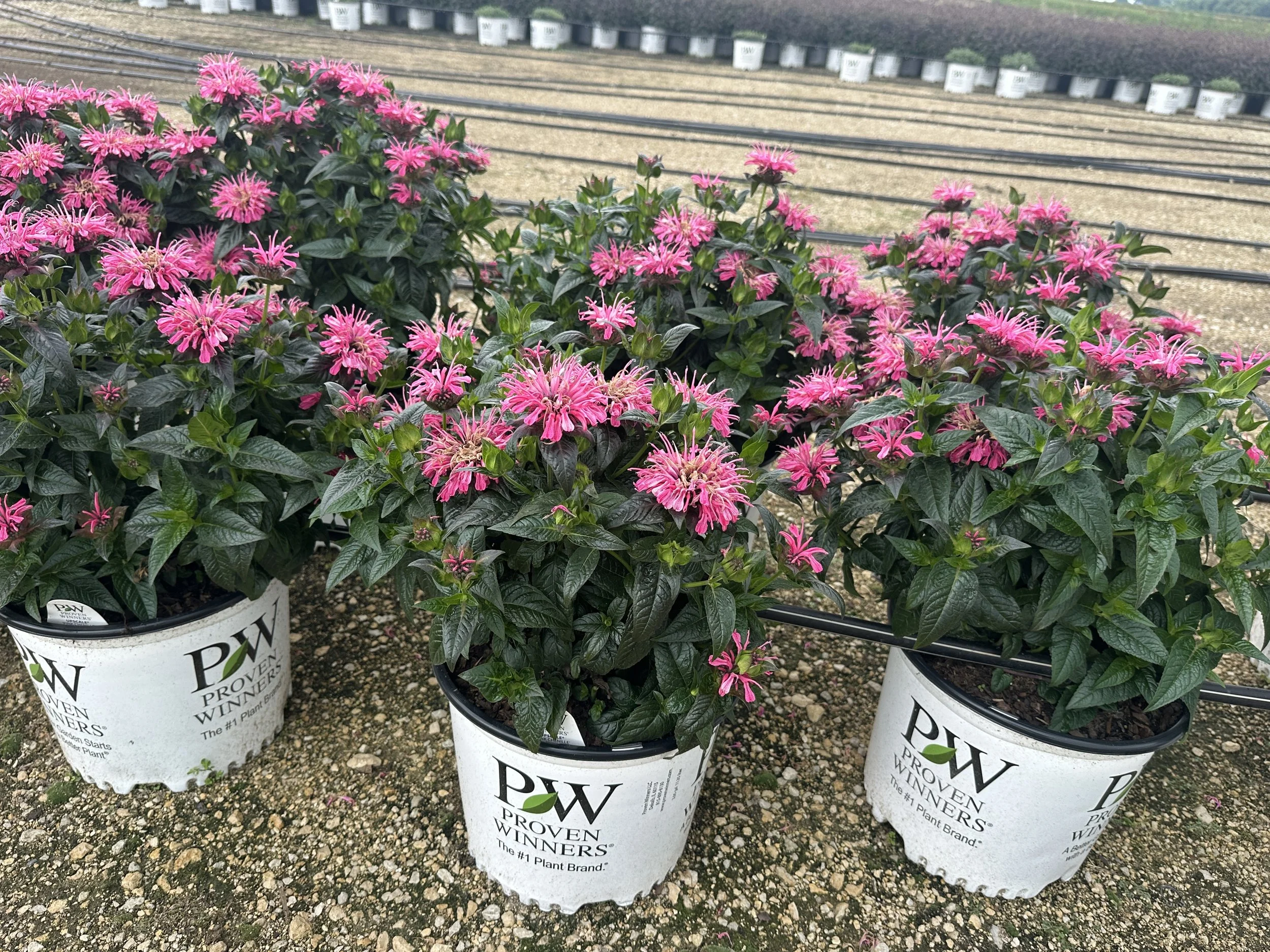 #3 Monarda Pink Chenille.JPG