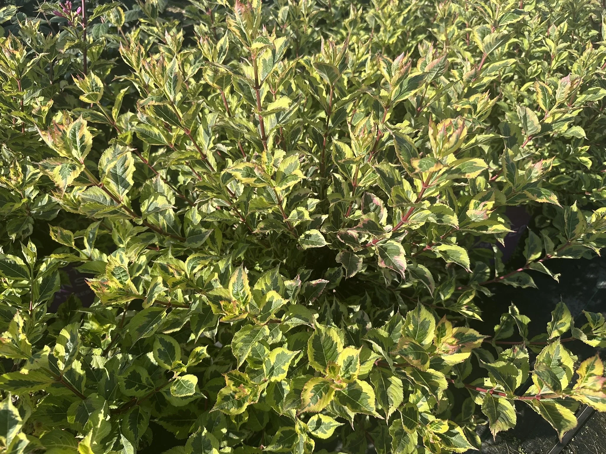 Weigela florida Rainbow Sensation™ 'Kolmagira' PP20384