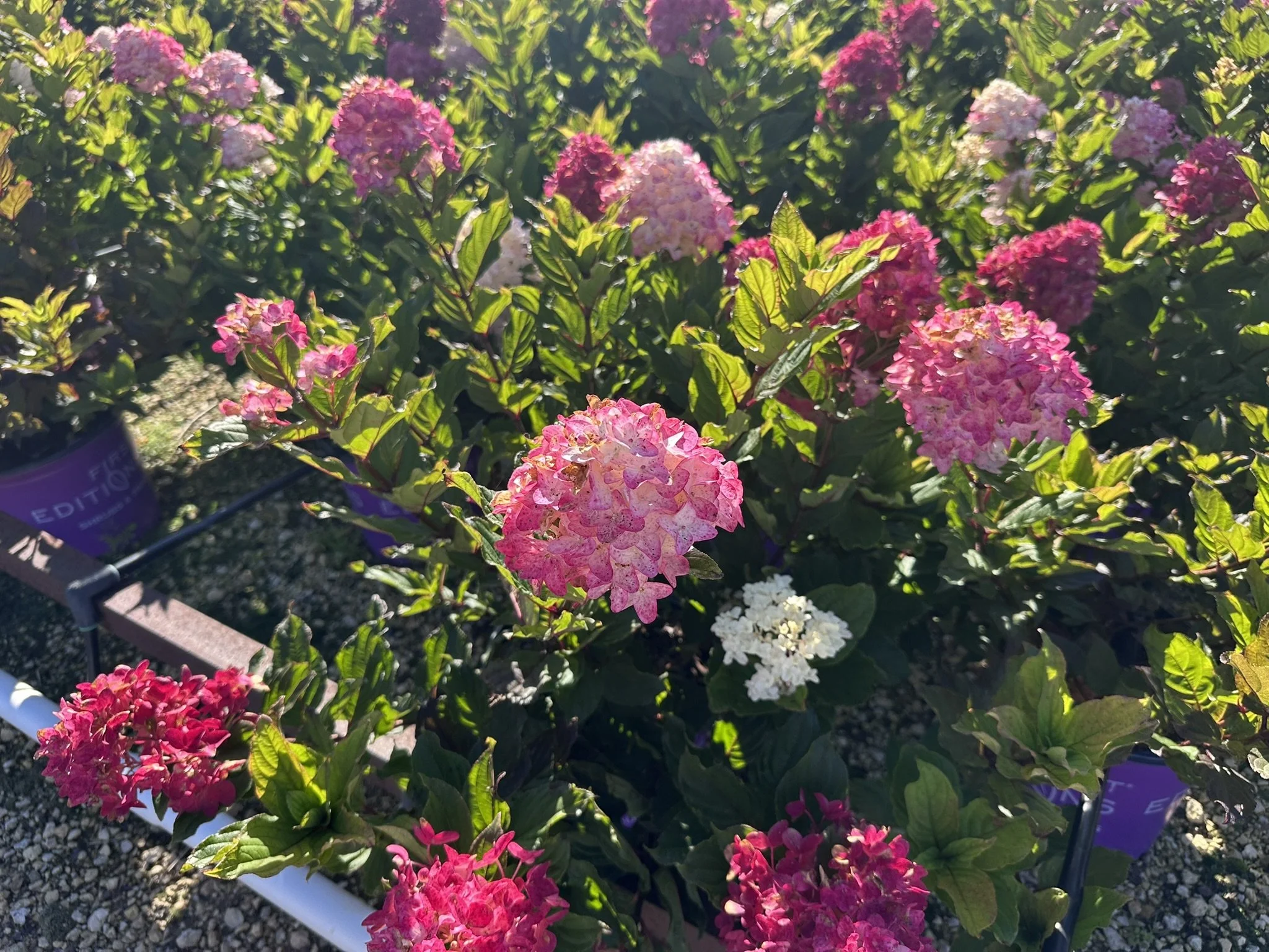 Hydrangea paniculata Spring Sizzle® 'BAILPANTHREE' PP36526