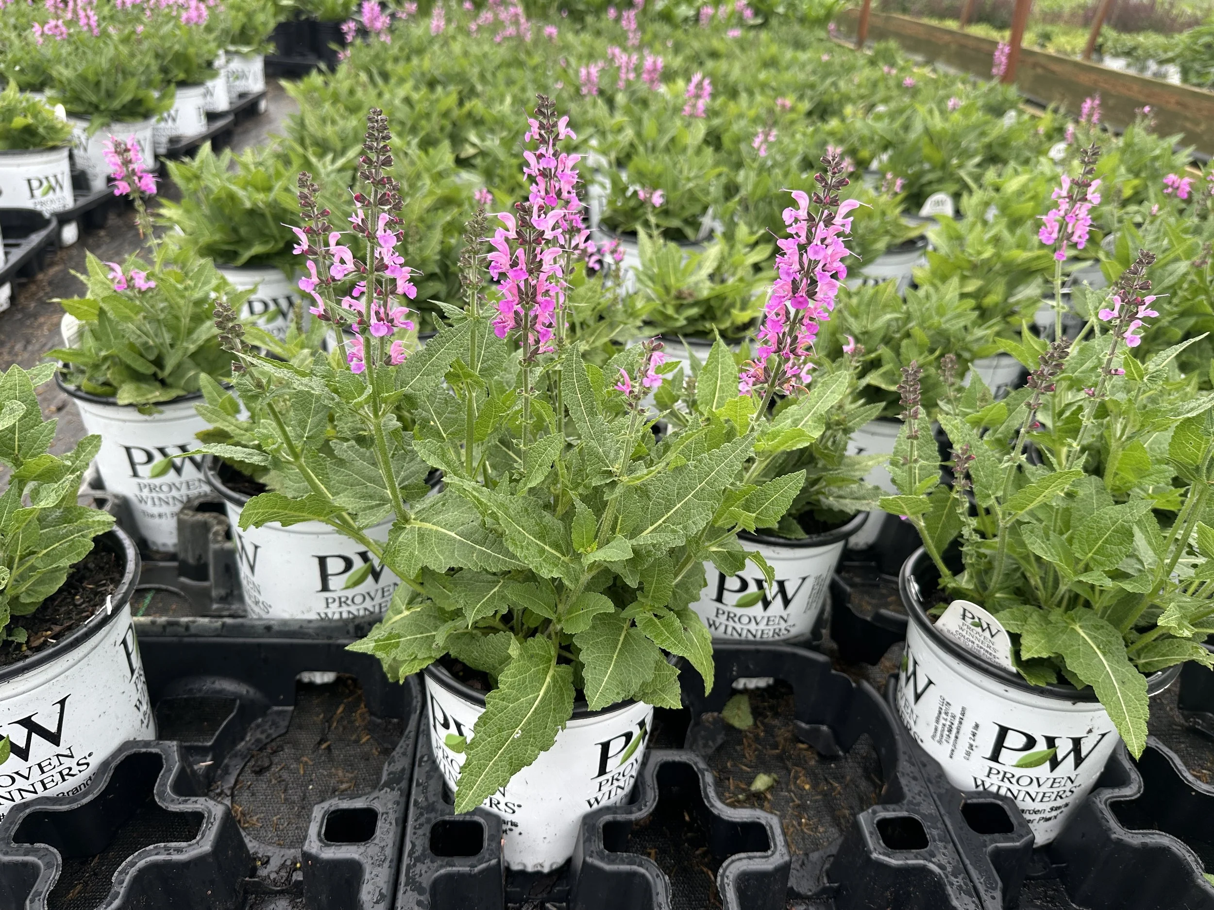 Salvia Color Spires® 'Back to the Fuchsia' PP32920