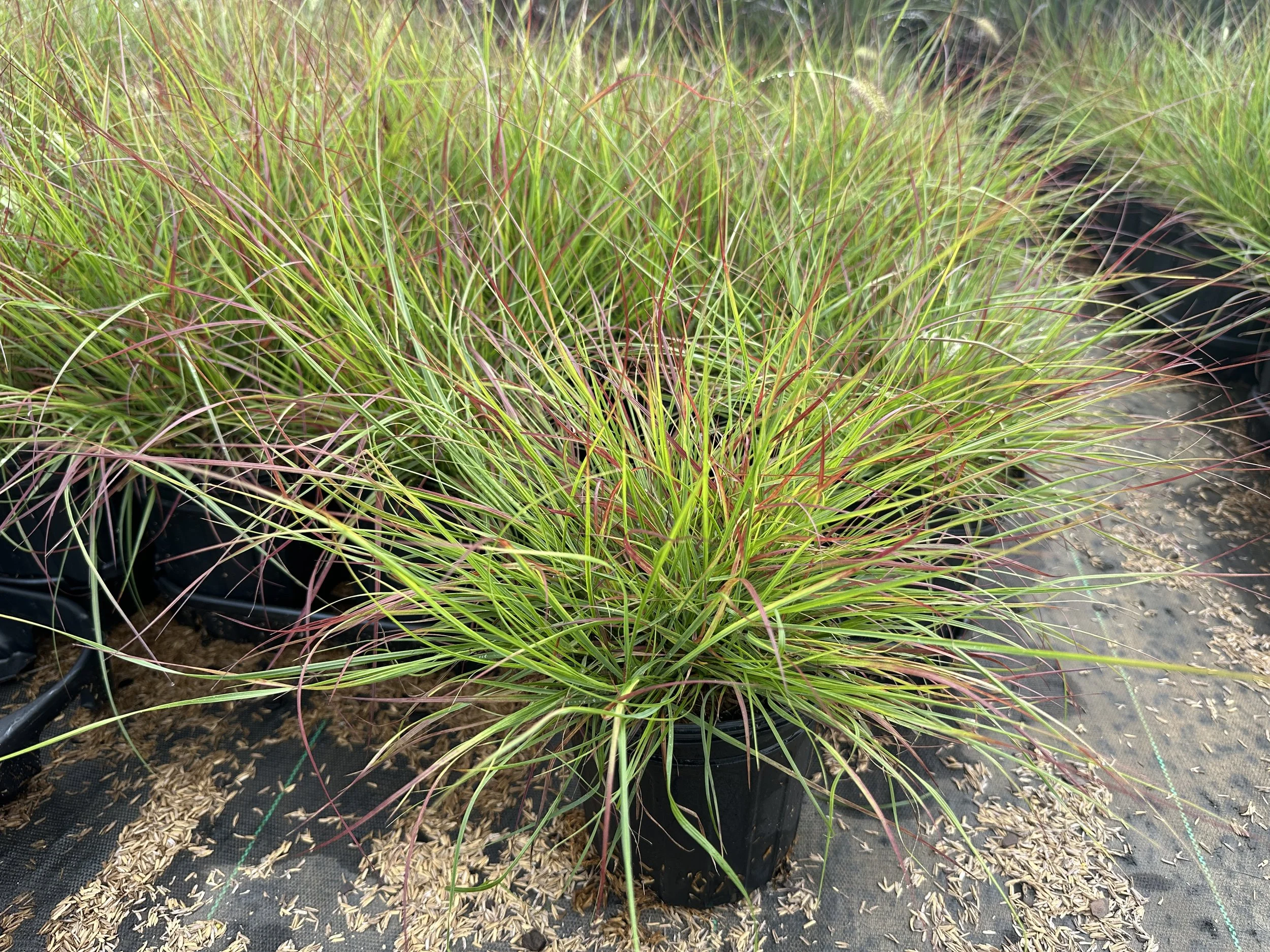 Pennisetum Burgundy Bunny.JPG