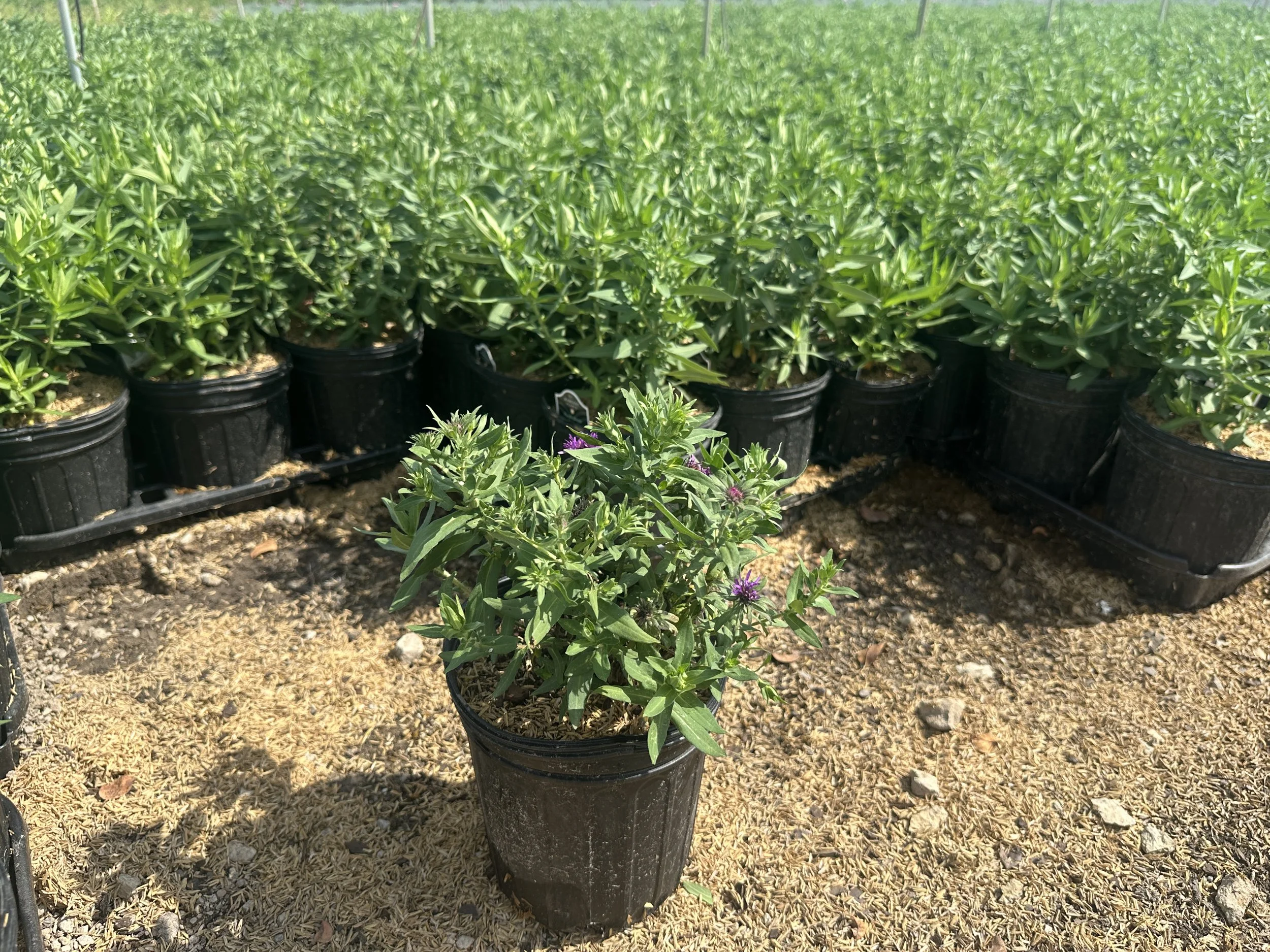 Aster novae-angliae 'Purple Dome'