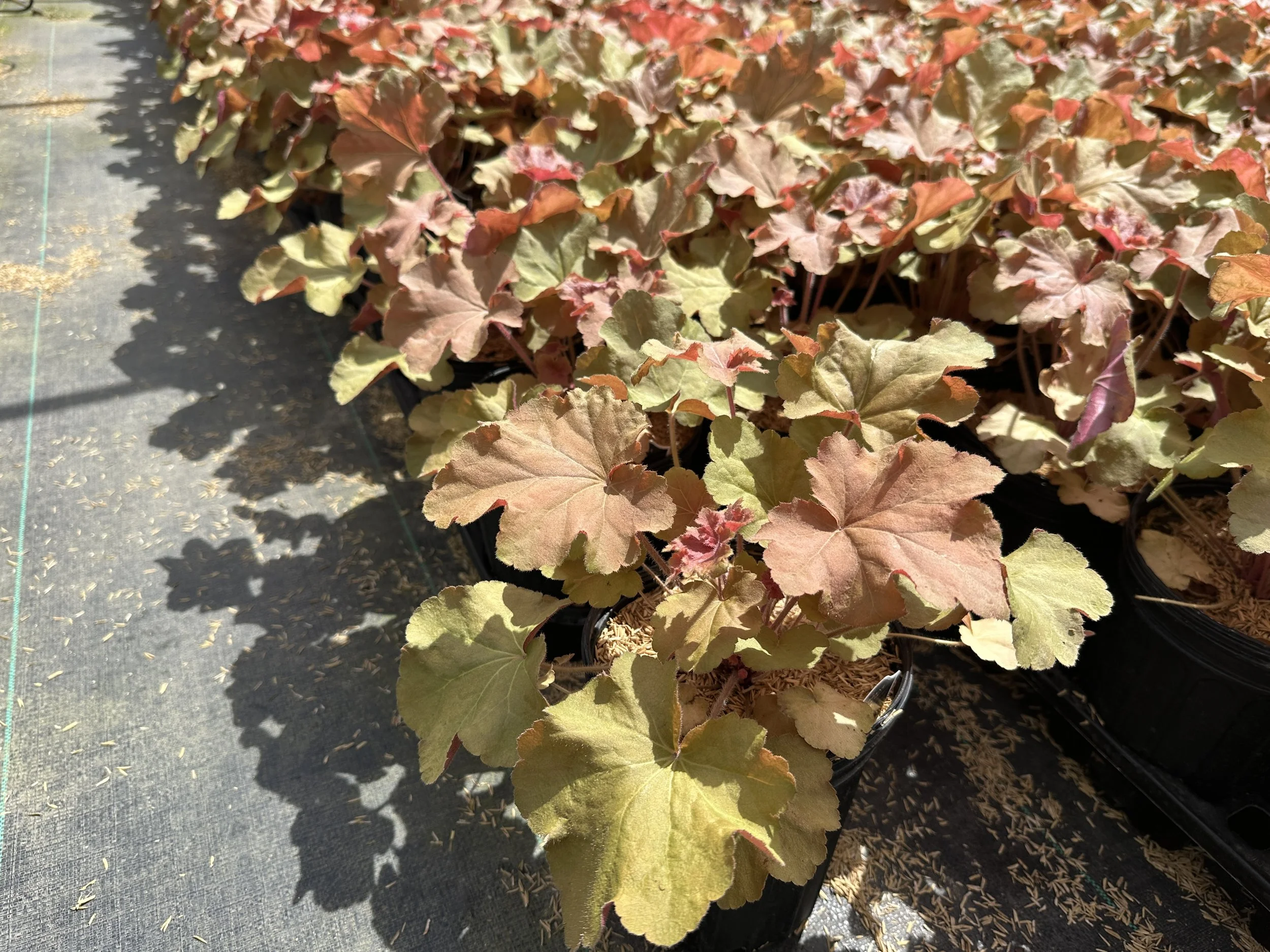 Heuchera 'Caramel' PP16560
