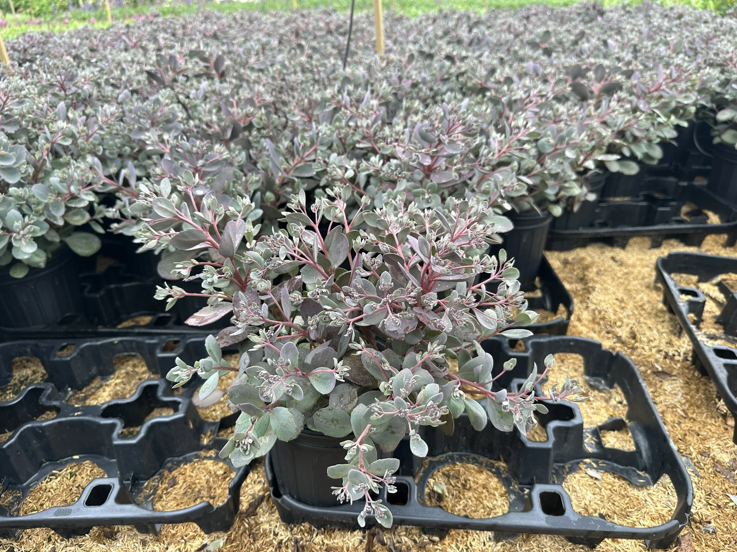 Sedum SunSparkler® 'Dazzleberry' PP22457