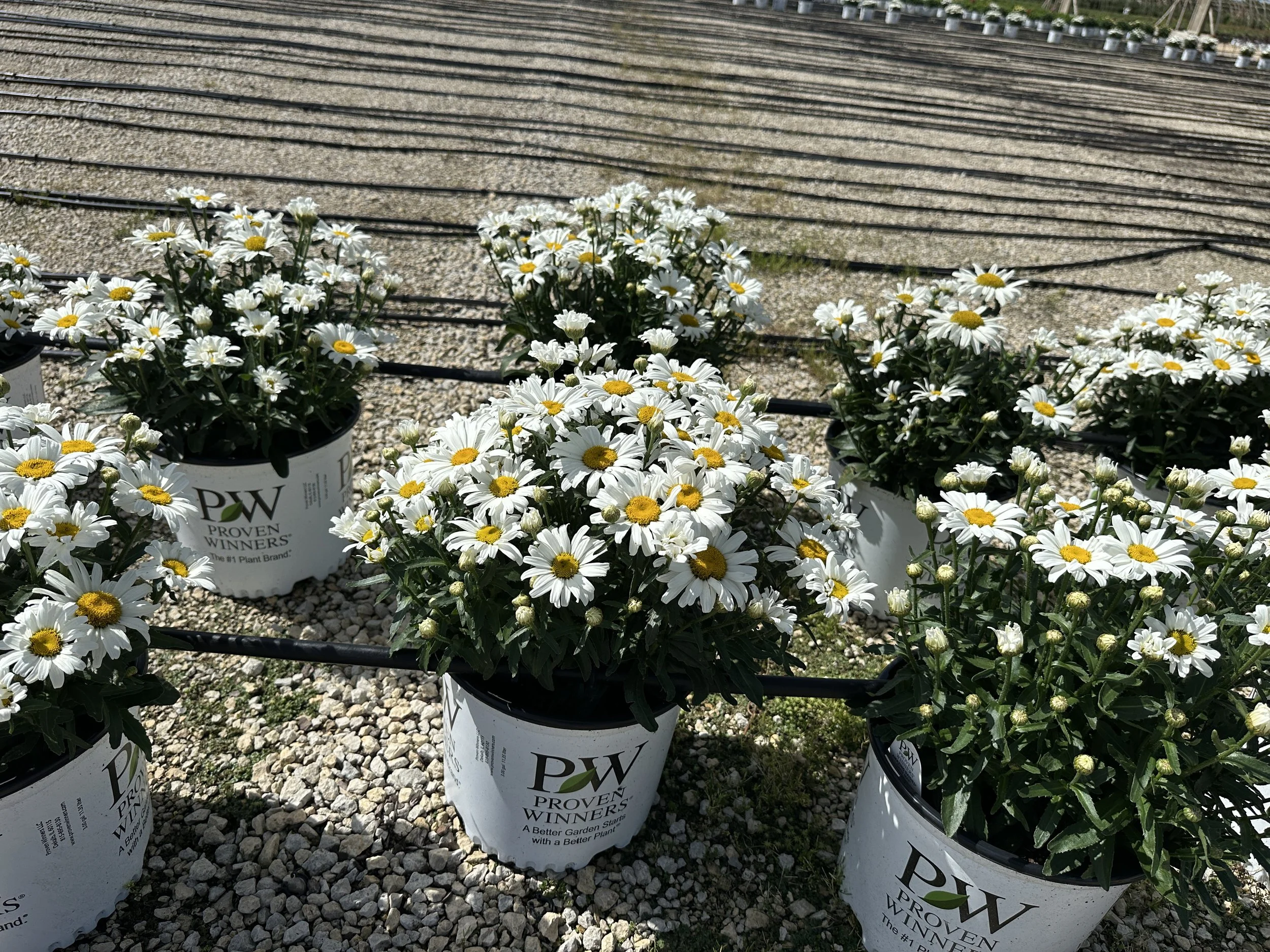 Leucanthemum superbum Amazing Daisies™ Daisy May® 'Daisy Duke' PP21914