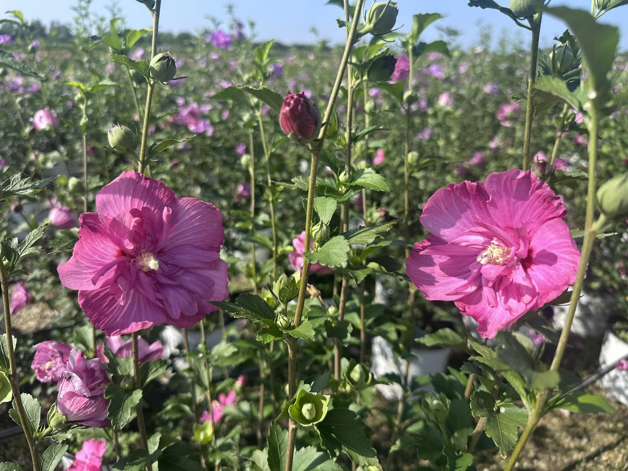 Hibiscus syriacus Magenta Chiffon® 'Rwoods5' PP29683