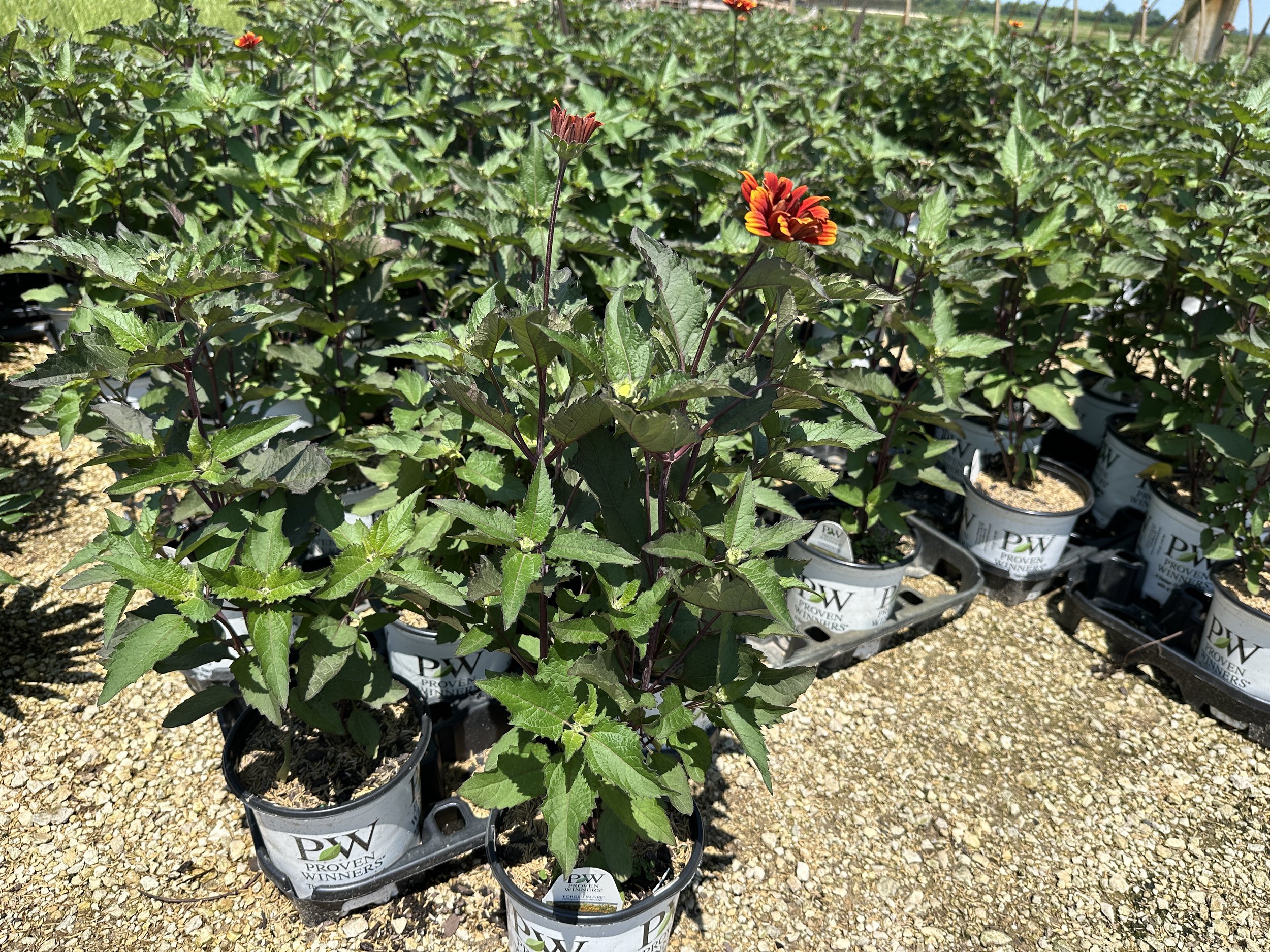 Heliopsis helianthoides 'Forged in Fire' PPAF
