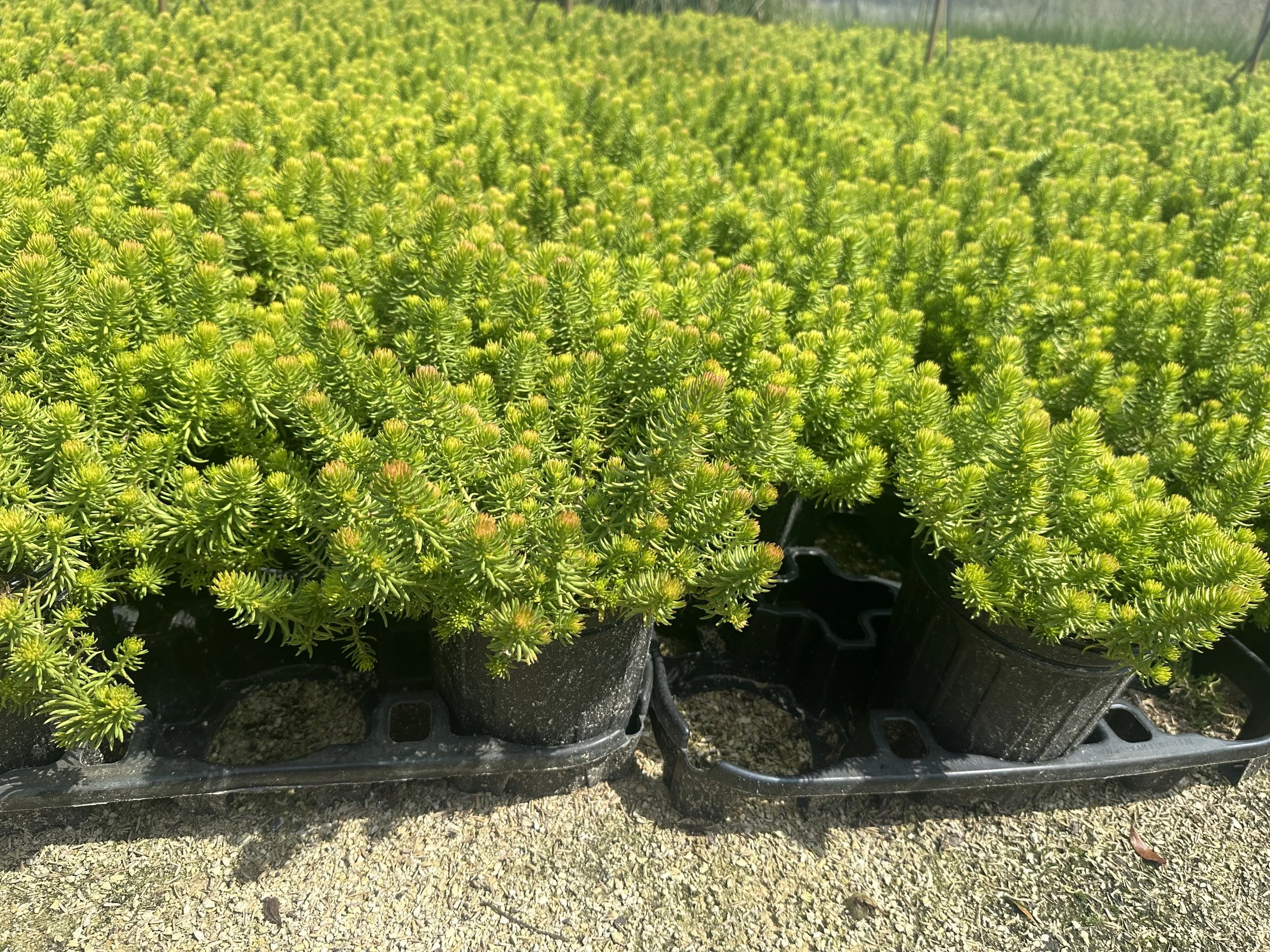 Sedum rupestre 'Angelina'