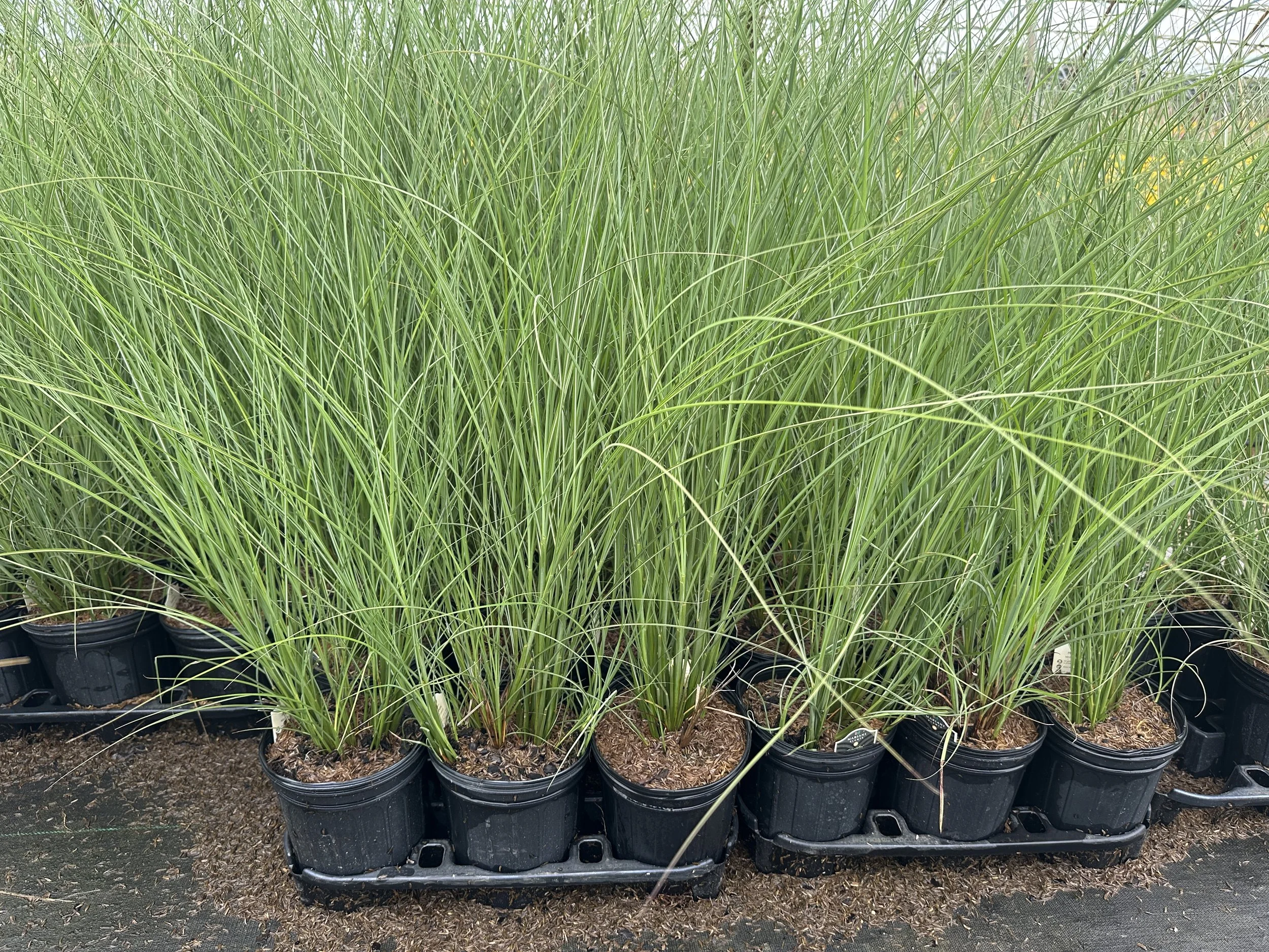 Miscanthus sinensis 'Graziella'