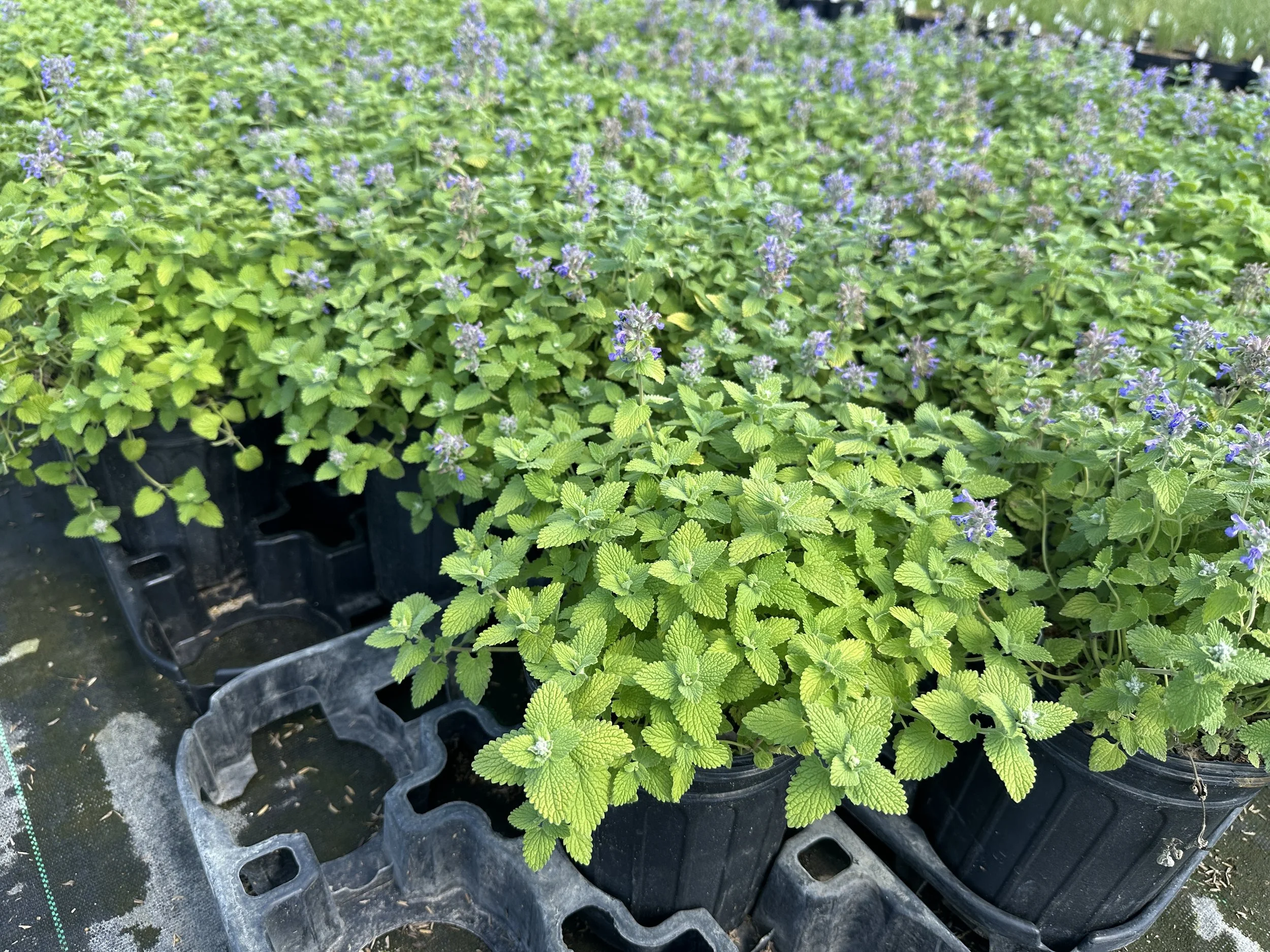 Nepeta 'Chartreuse on the Loose' PP35867