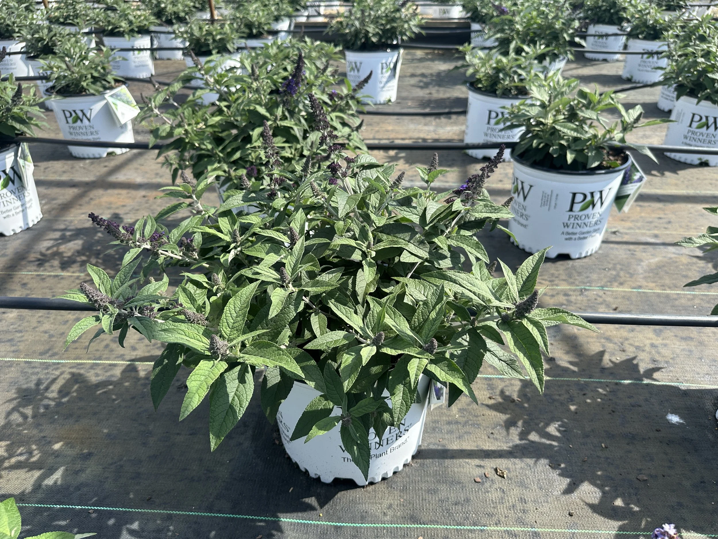 Buddleia Pugster Blue® 'SMNBDBT' PP28794