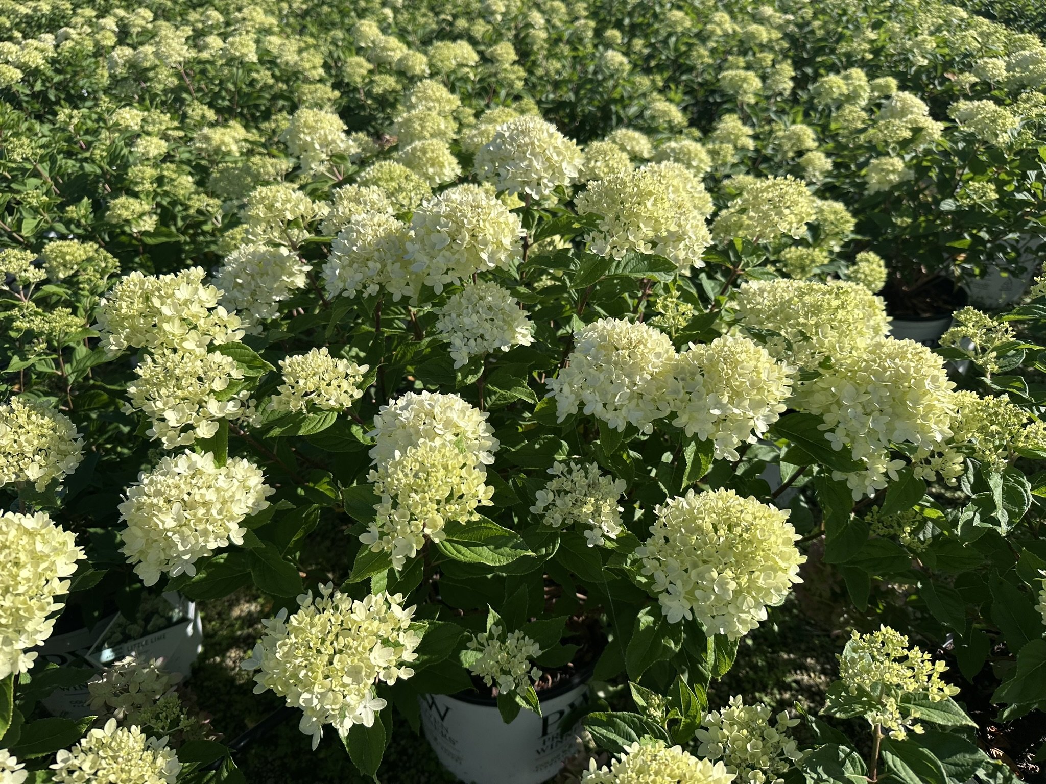 Hydrangea paniculata Little Lime® 'Jane' PP22330
