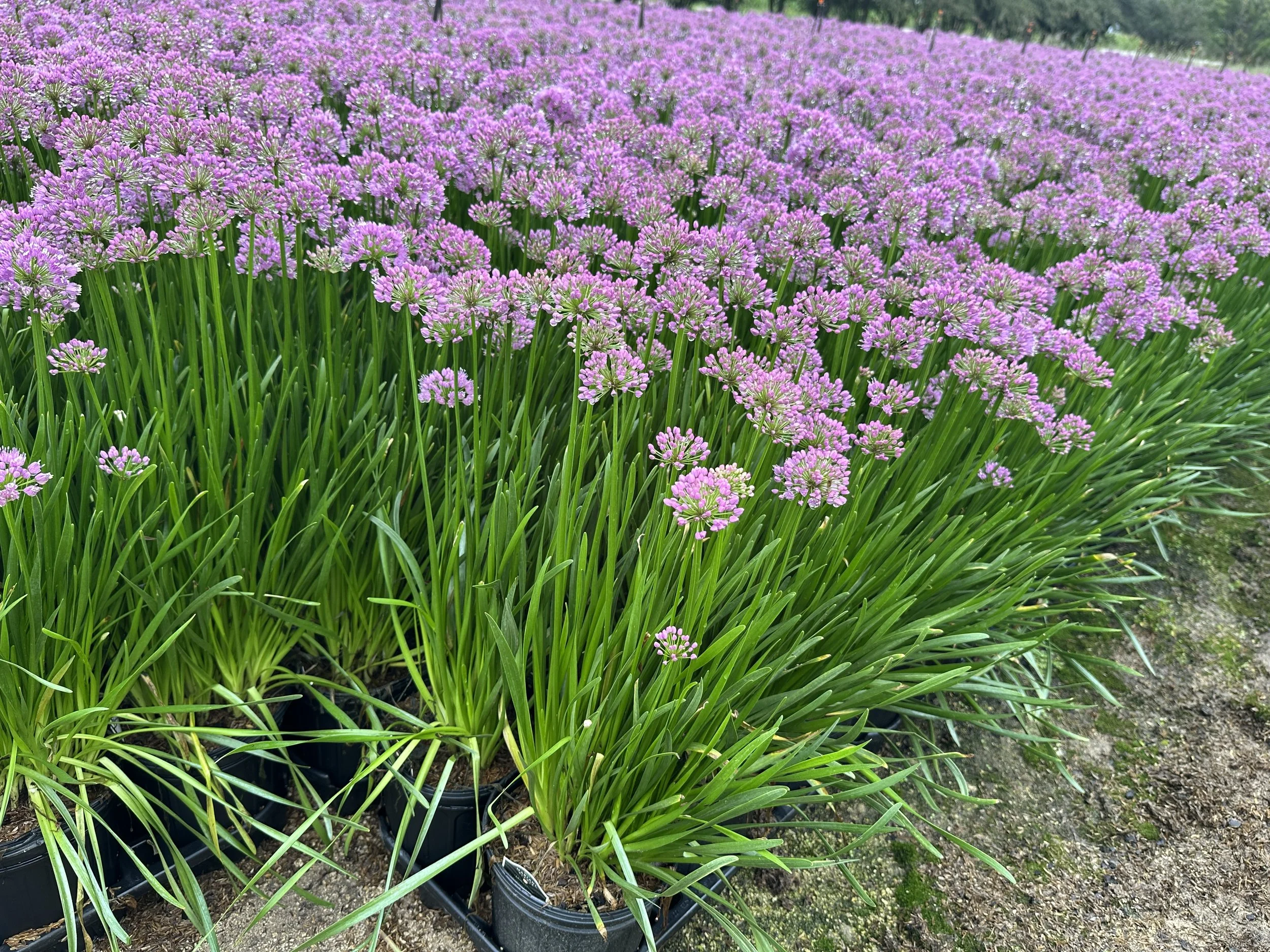 Allium 'Millenium'