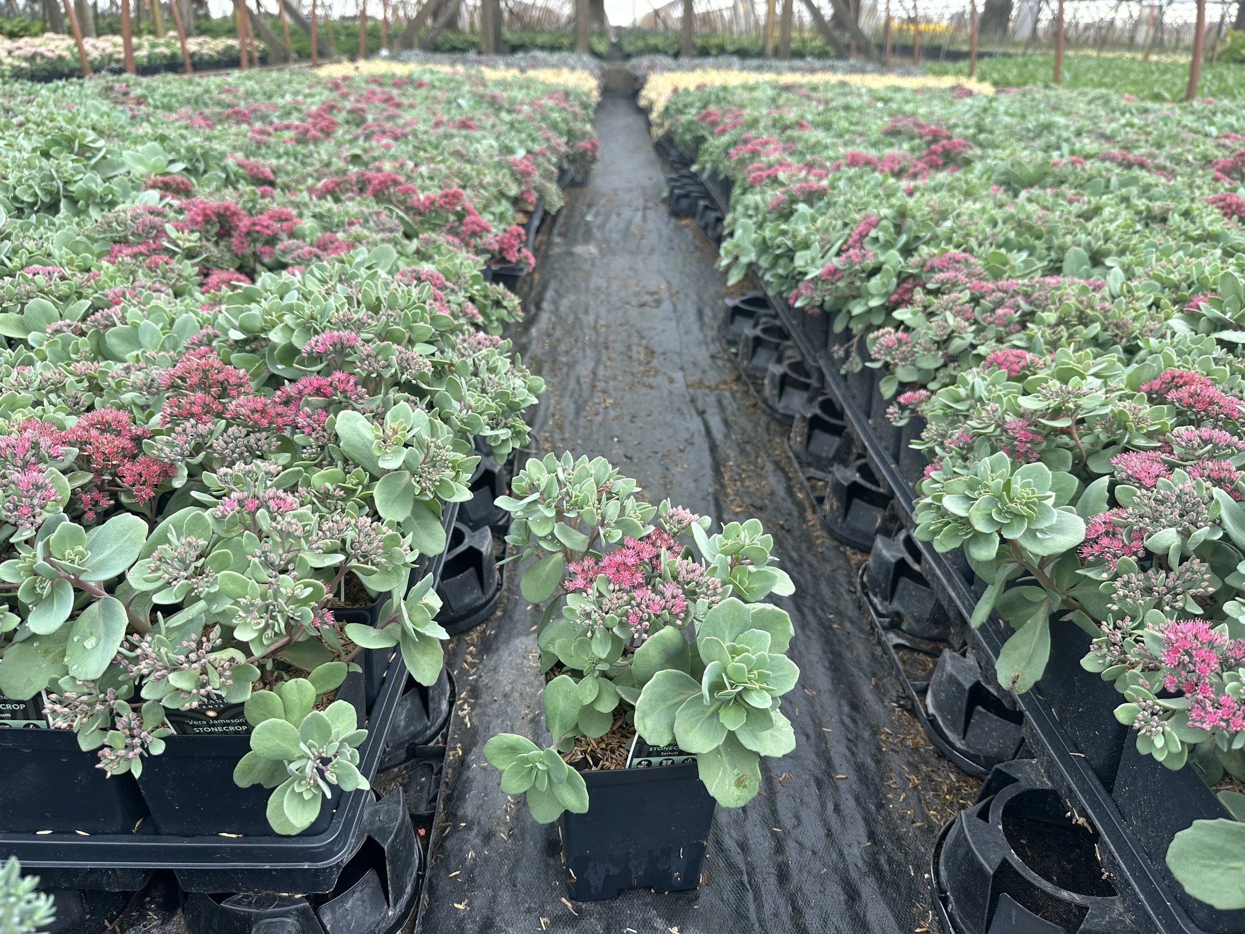 Sedum Vera Jameson.JPG