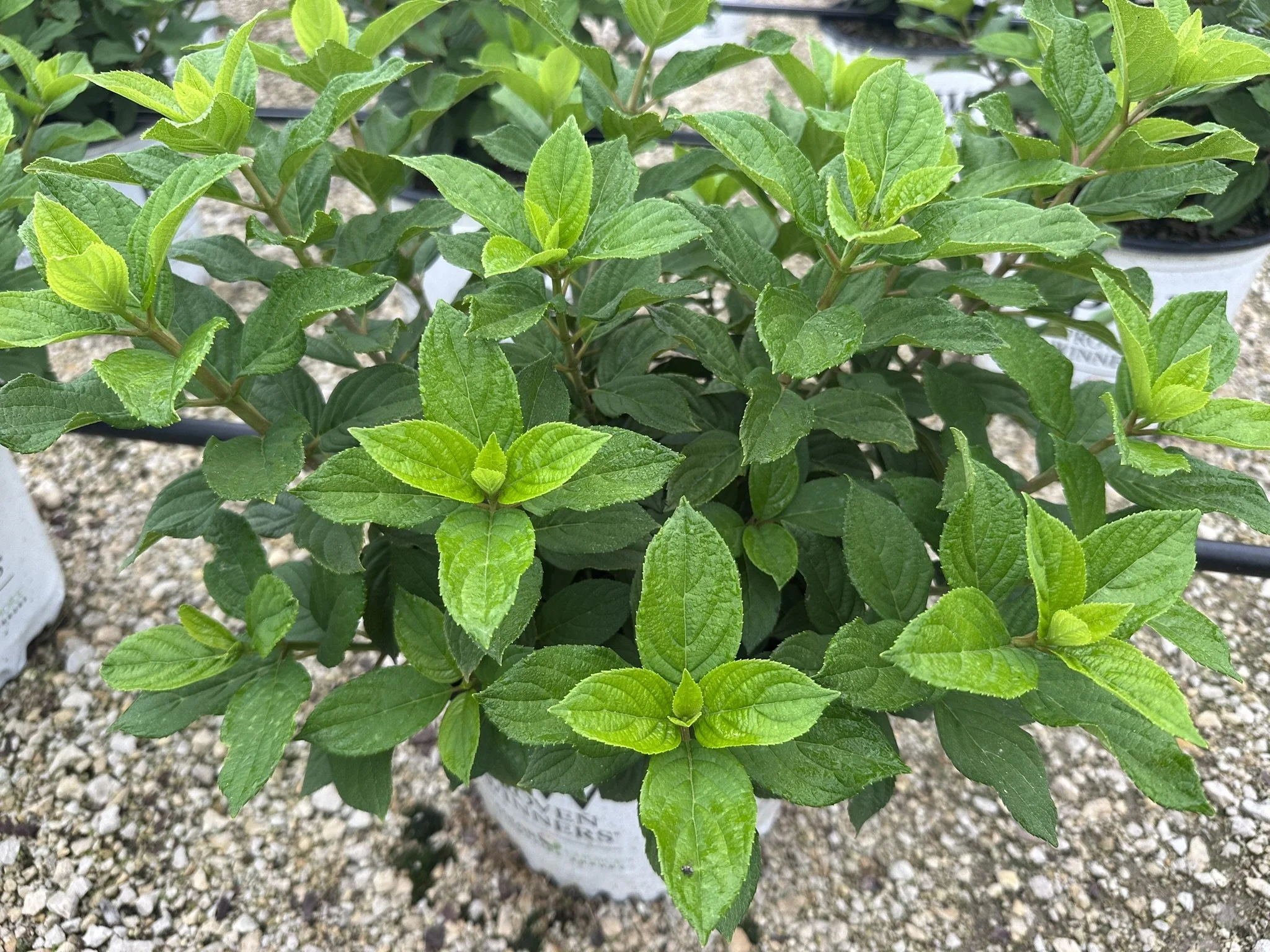 Hydrangea Little Lime PUNCH.JPEG