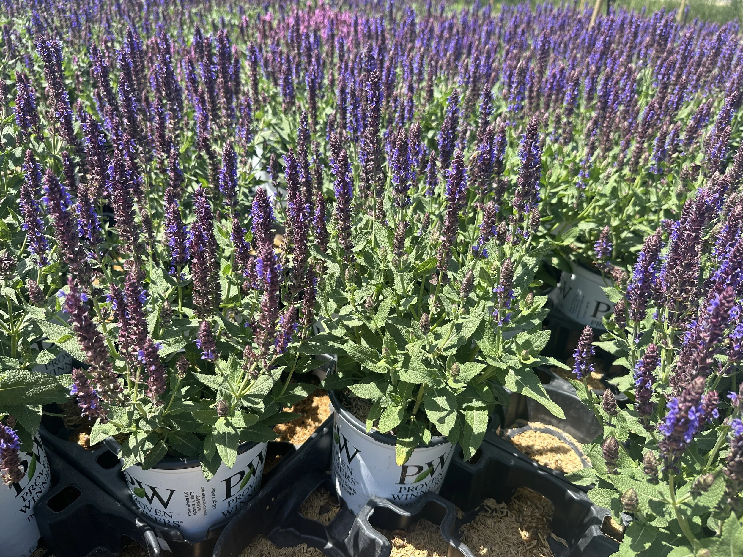 Salvia Color Spires® 'Violet Riot' PP26273