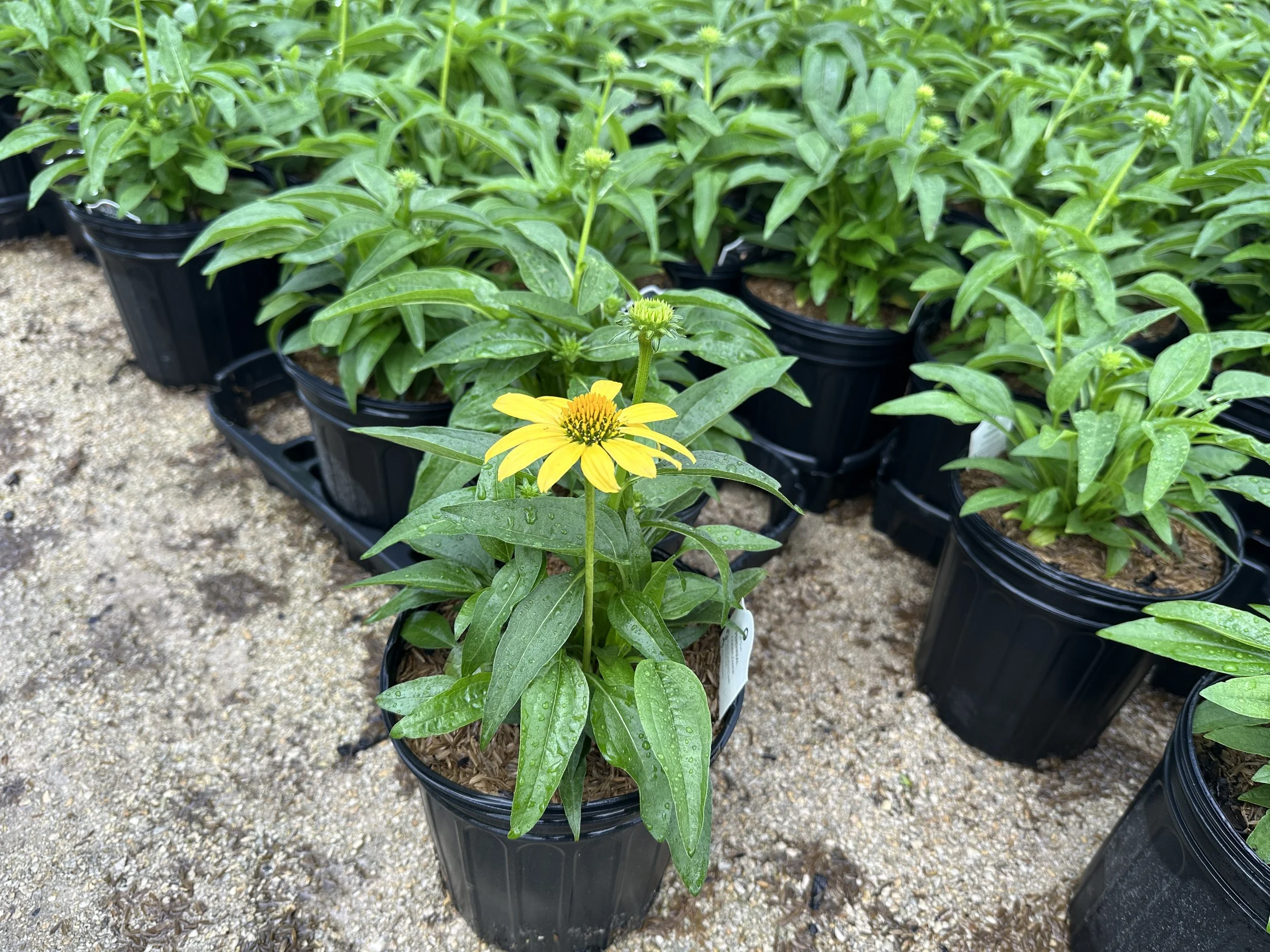 Echinacea Sombrero® Lemon Yellow Improved 'Balsomemyim' PP30116