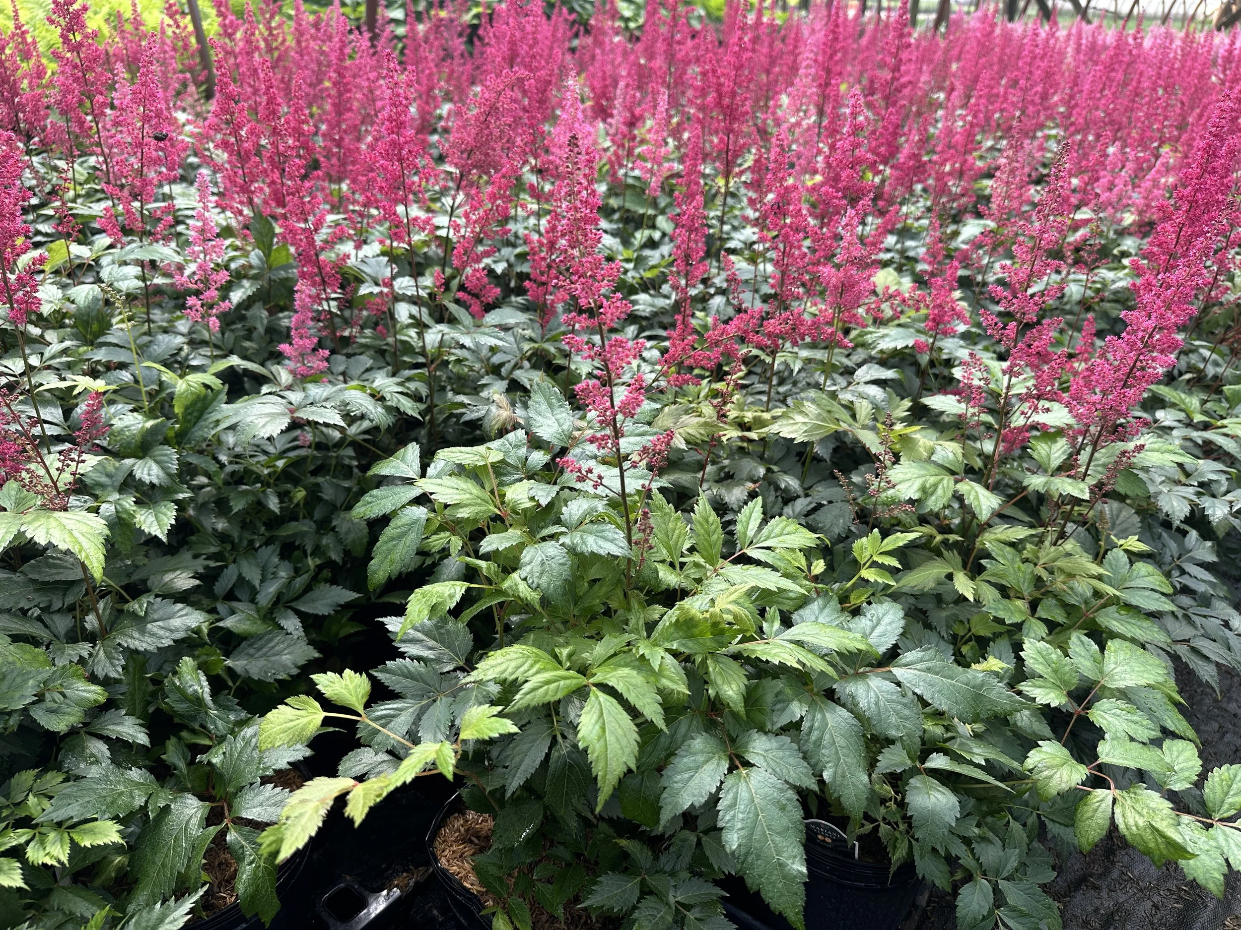 Astilbe x arendsii 'Fanal'