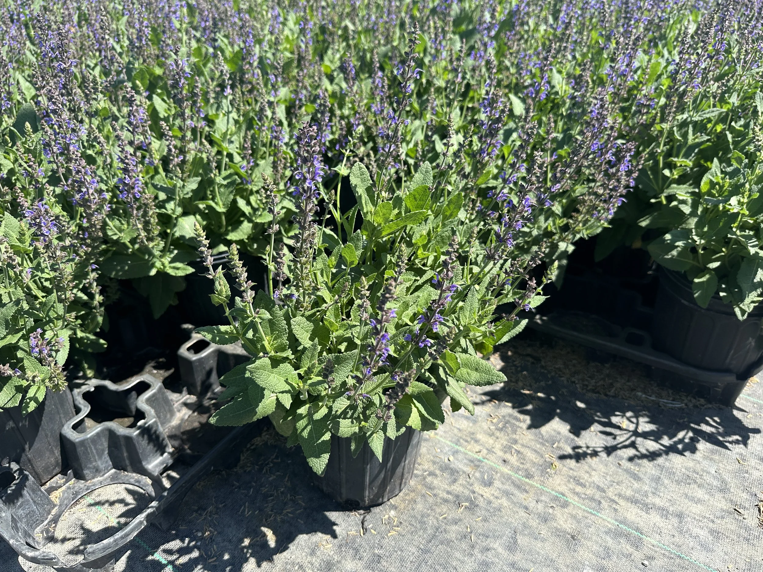Salvia nemorosa 'May Night' ('Mainacht')