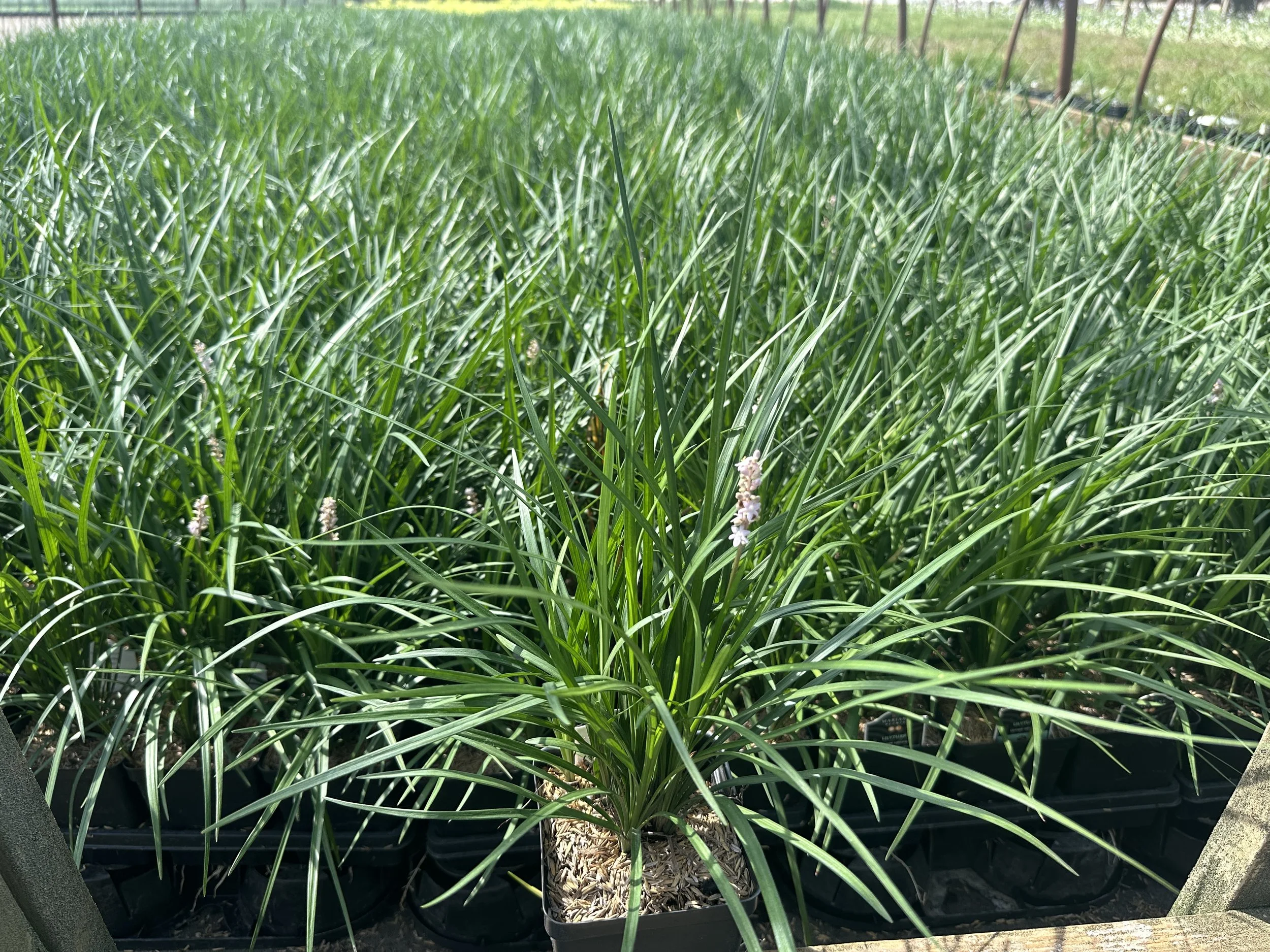 Liriope spicata