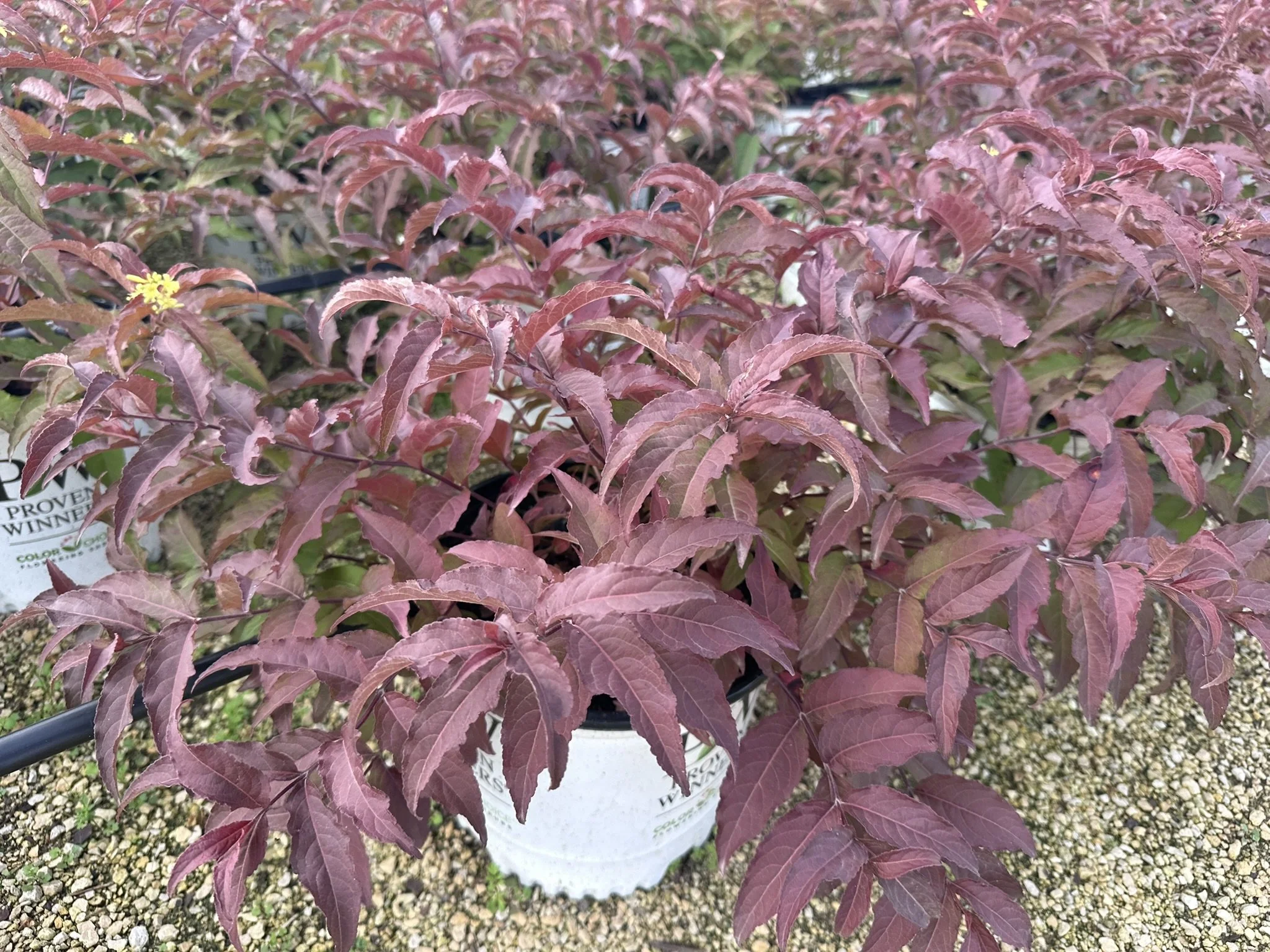 Diervilla Kodiak Red 2.0.JPEG