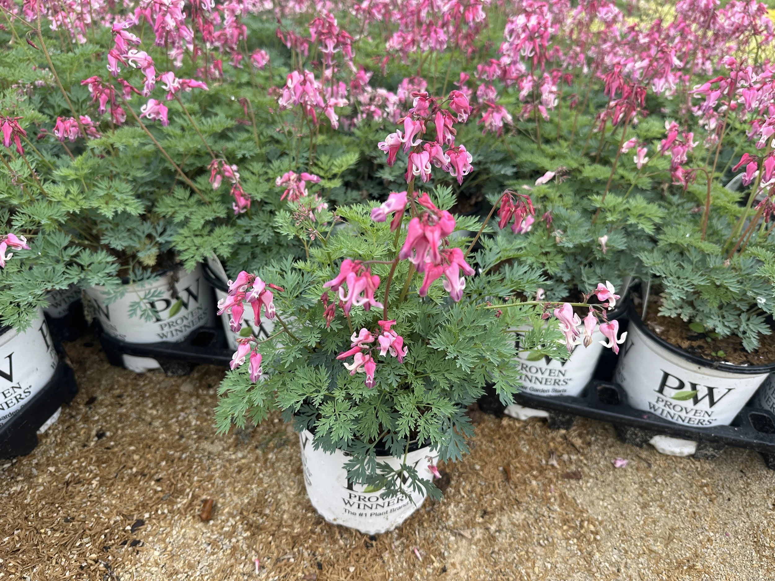 Dicentra 'Pink Diamonds'