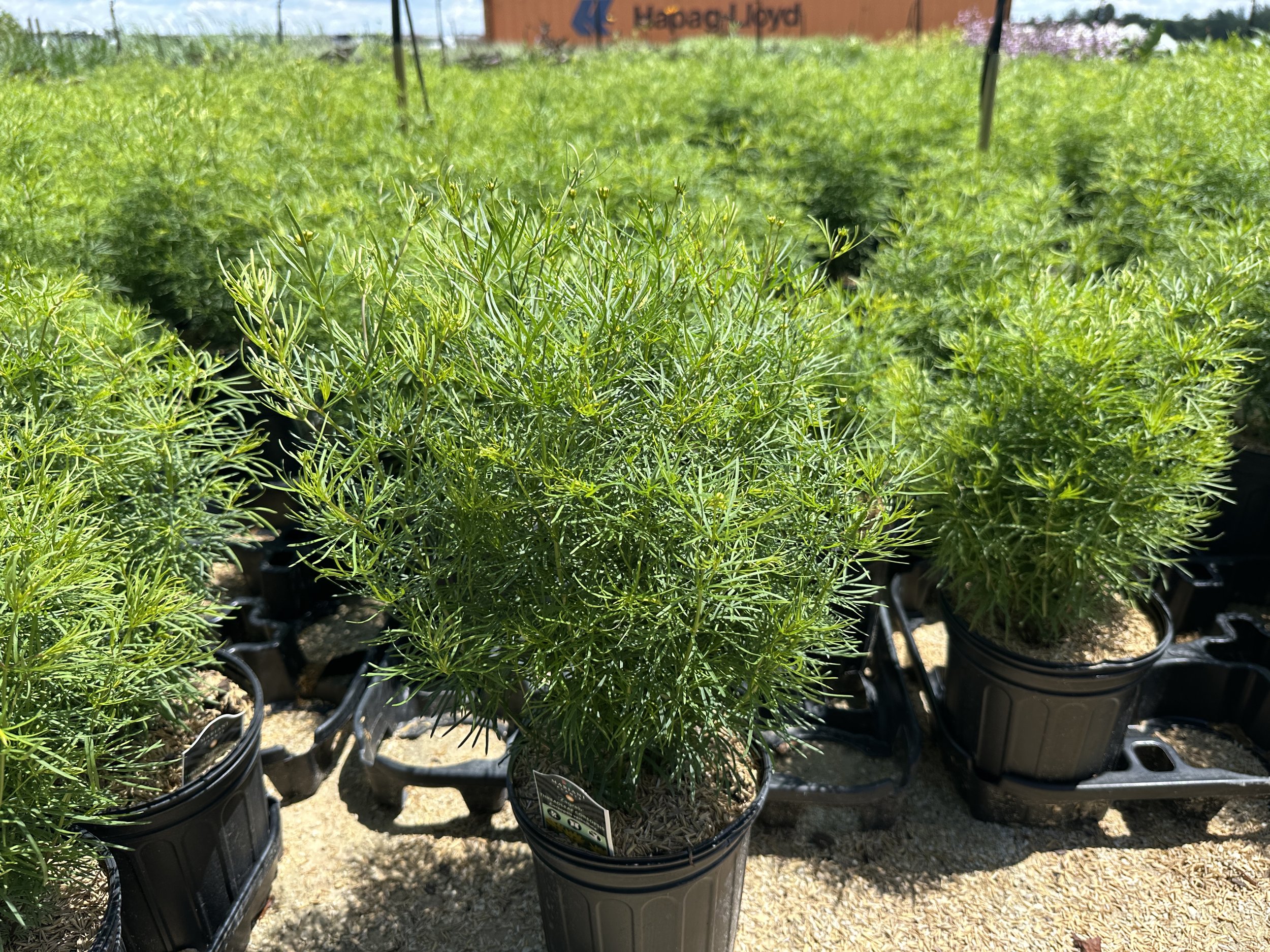 Coreopsis verticillata 'Zagreb'