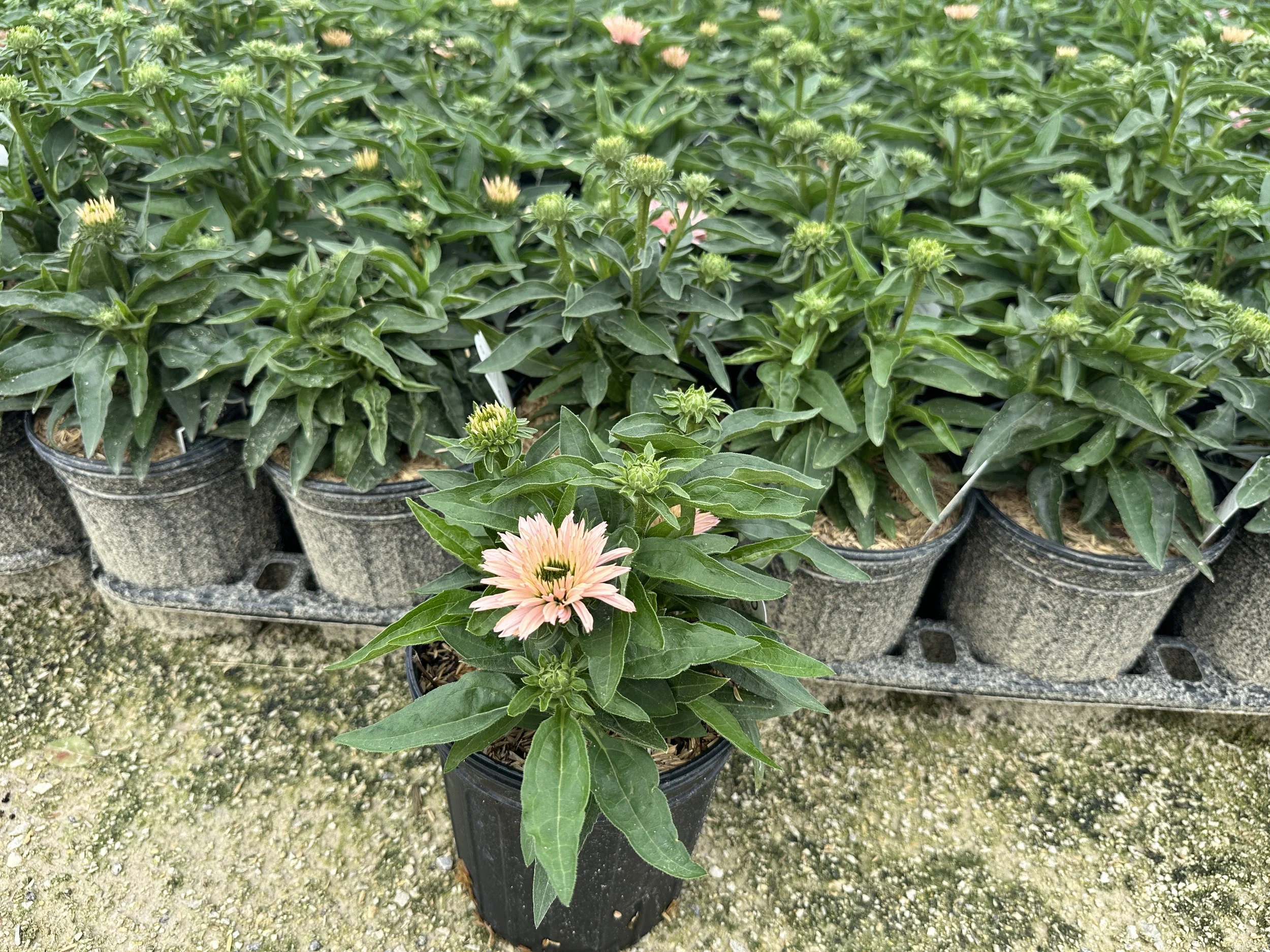 Echinacea Sunseekers Salmon.JPG