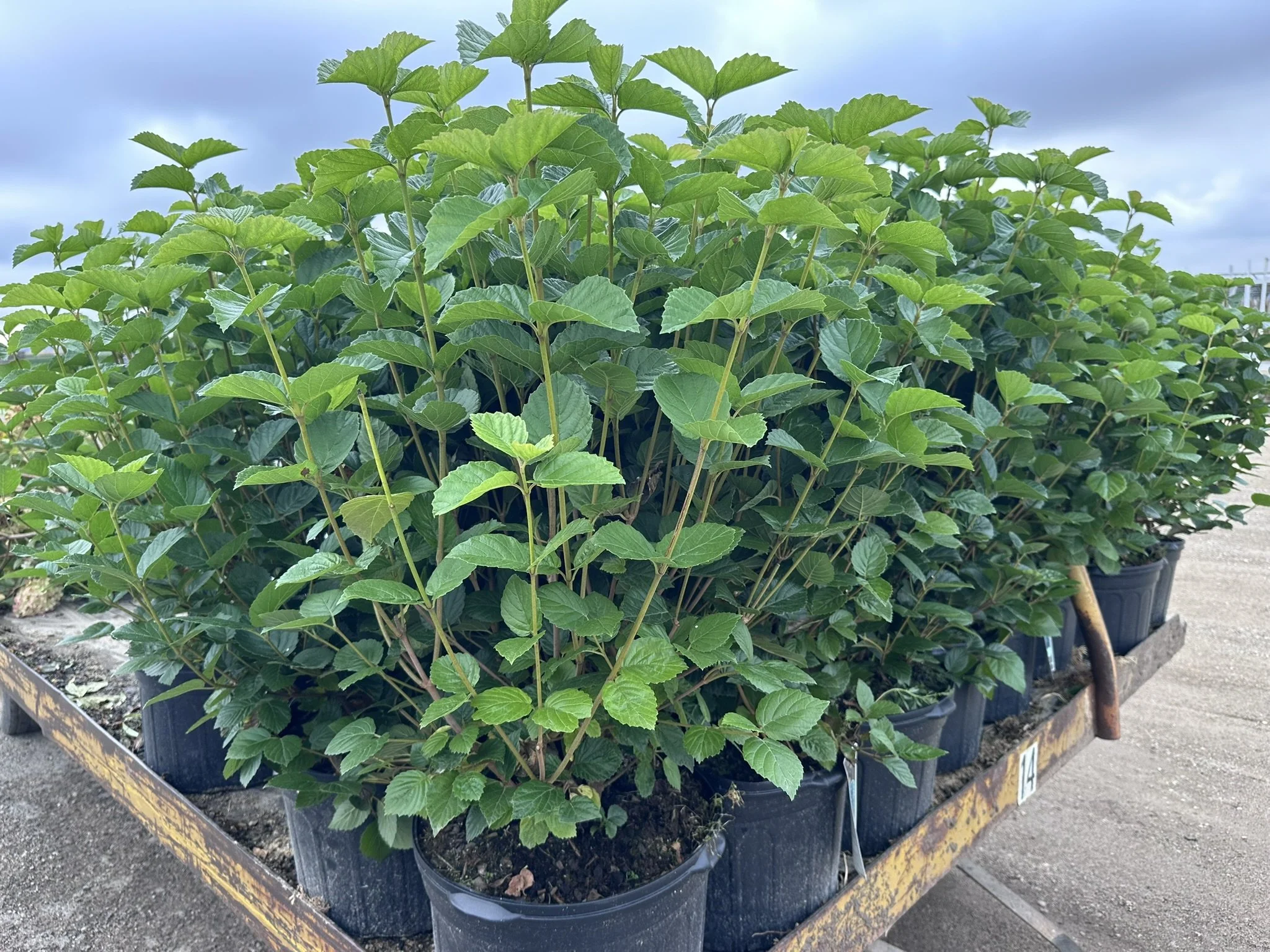 Viburnum dent Chicago Lustre® Synnestvedt'