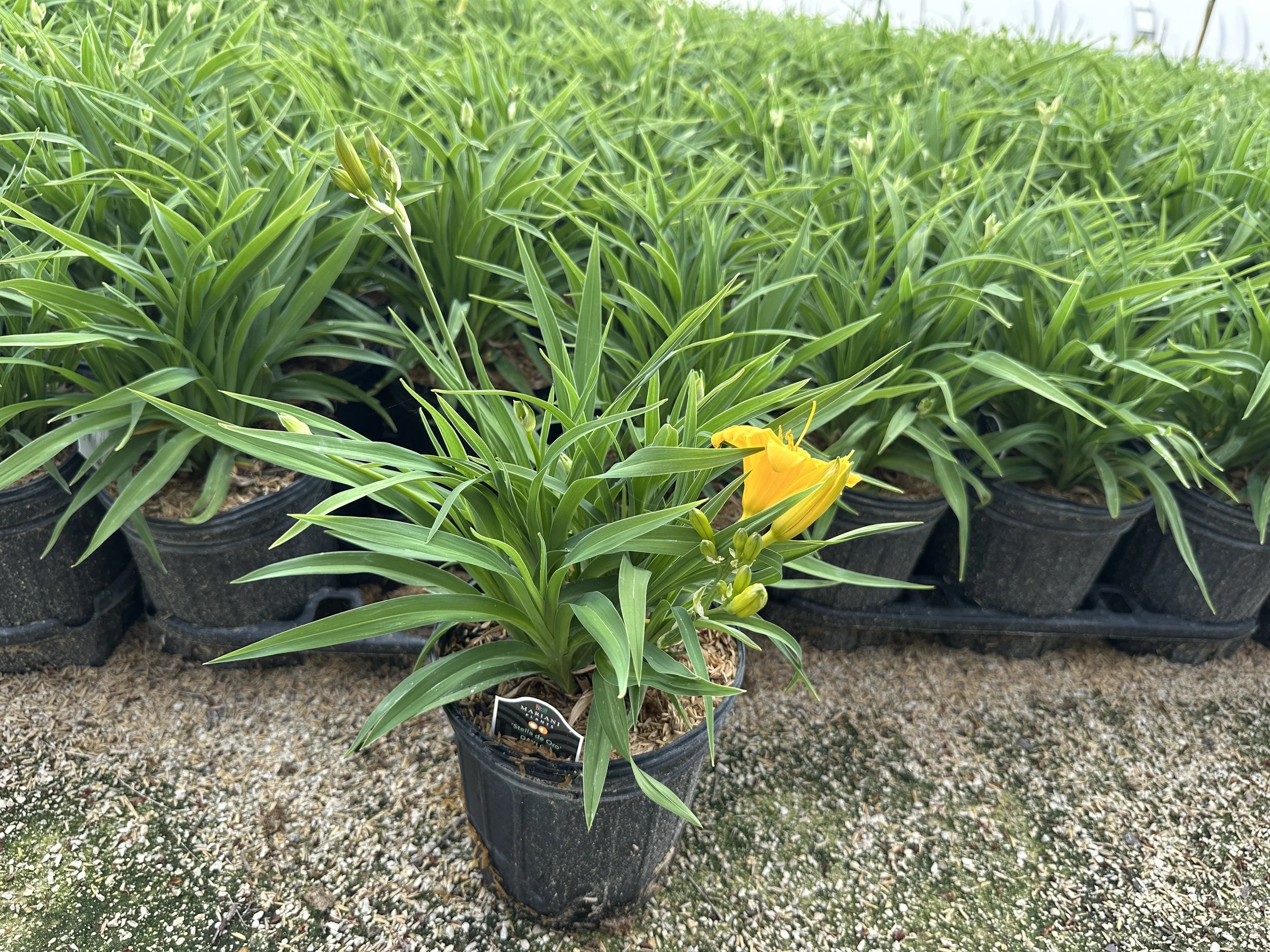 Hemerocallis 'Stella de Oro'