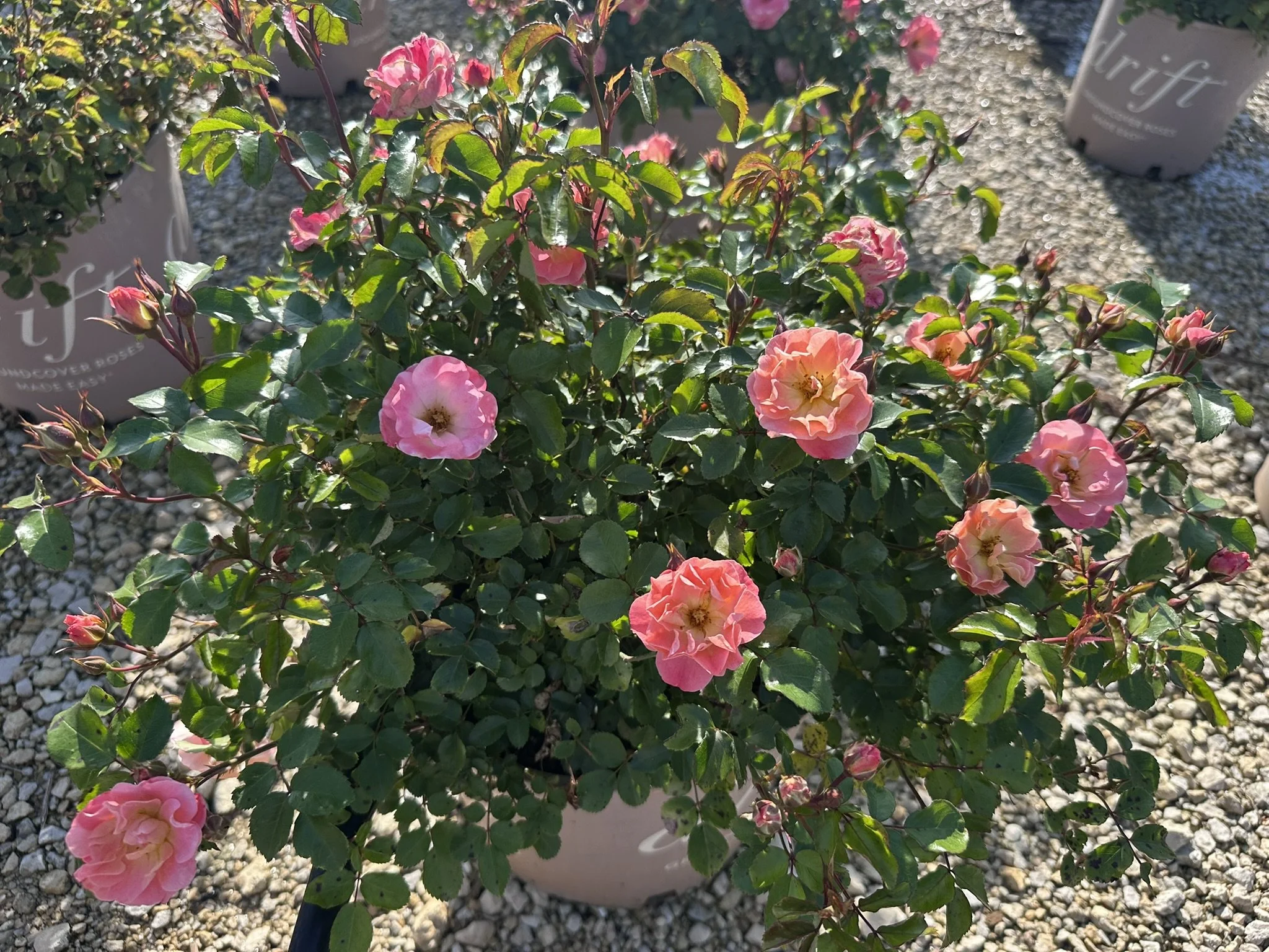 Rosa Peach Drift® 'Meiggili'