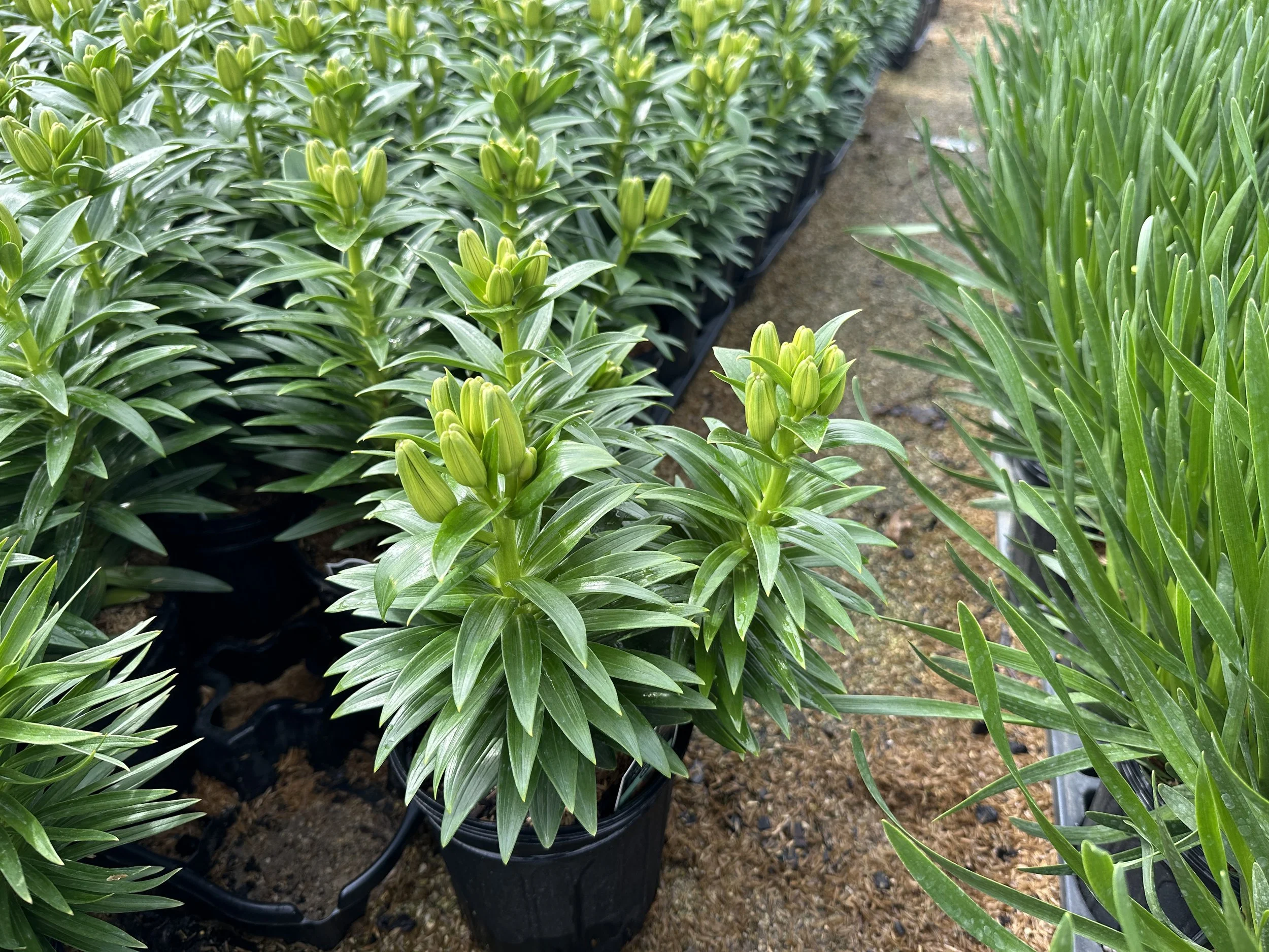 Lilium 'Tiny Cosmic' (Orange/Maroon)