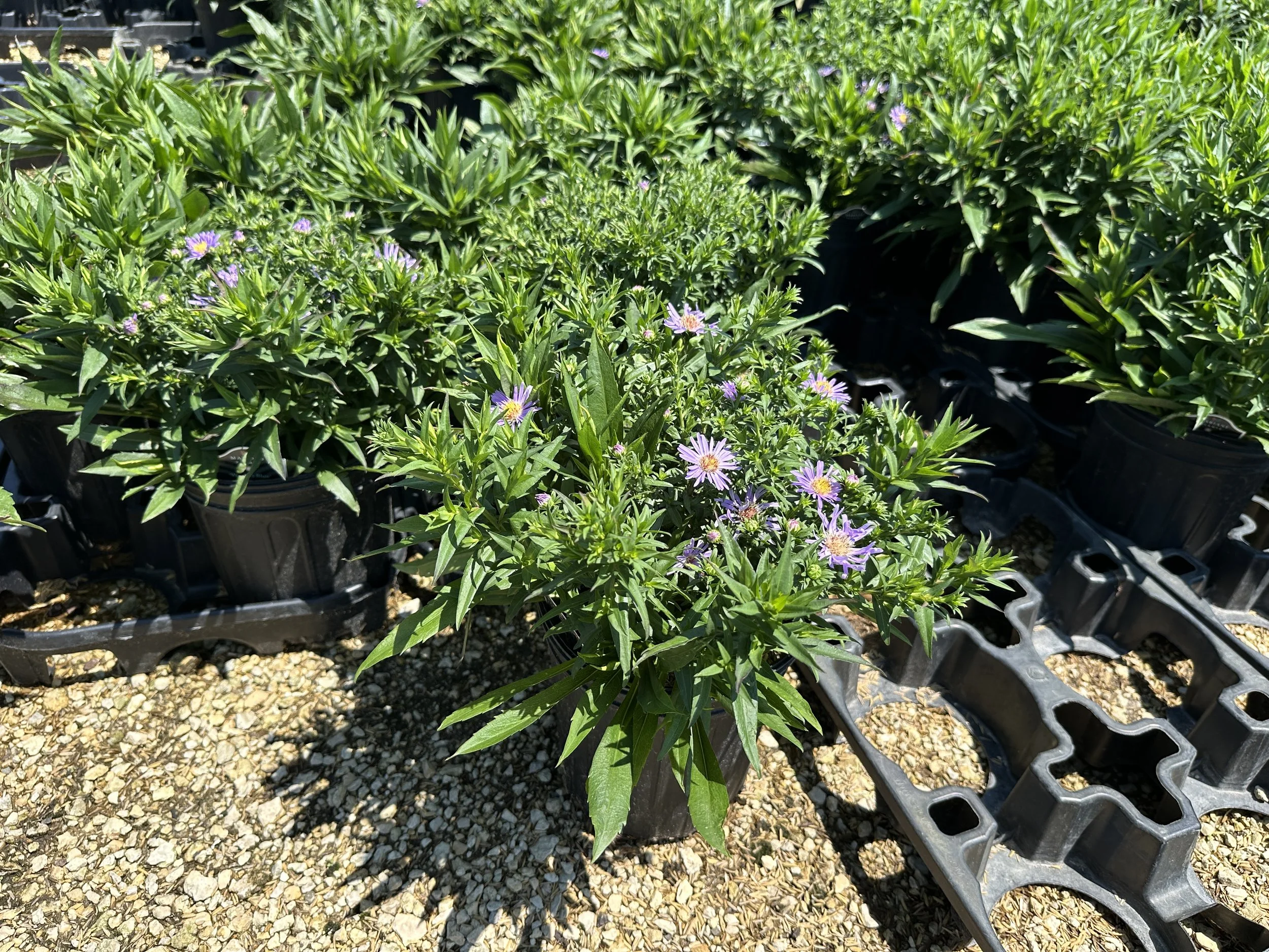 Aster 'Wood's Blue'