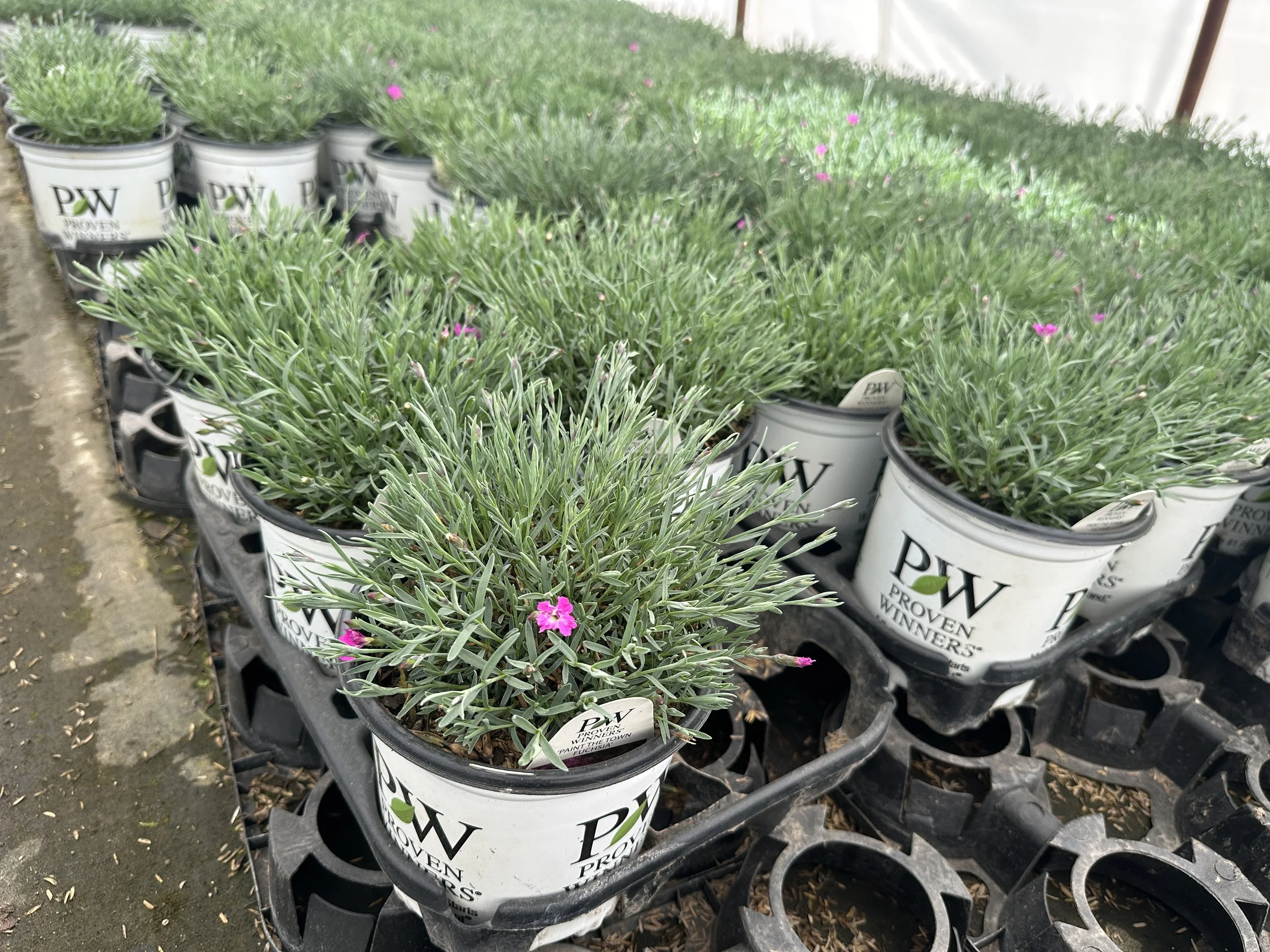 Dianthus 'Paint the Town Fuchsia' PP28636