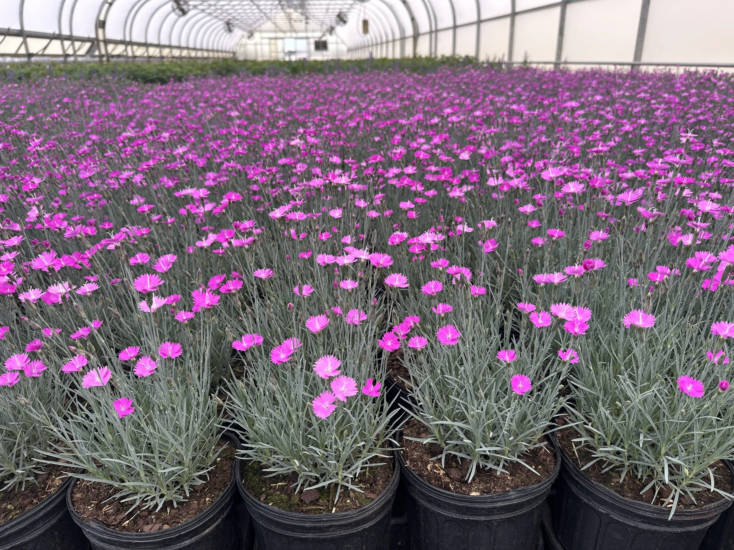 Dianthus gratianopolitanus 'Firewitch'