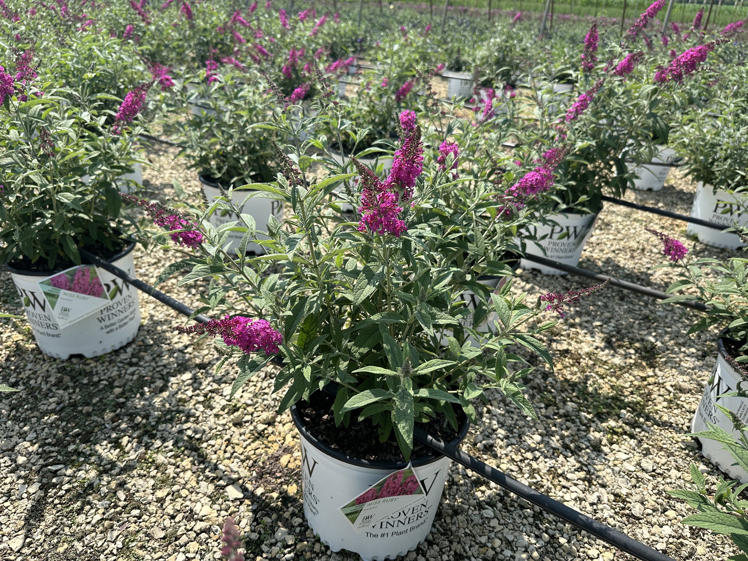 Buddleia 'Miss Ruby' PP19950