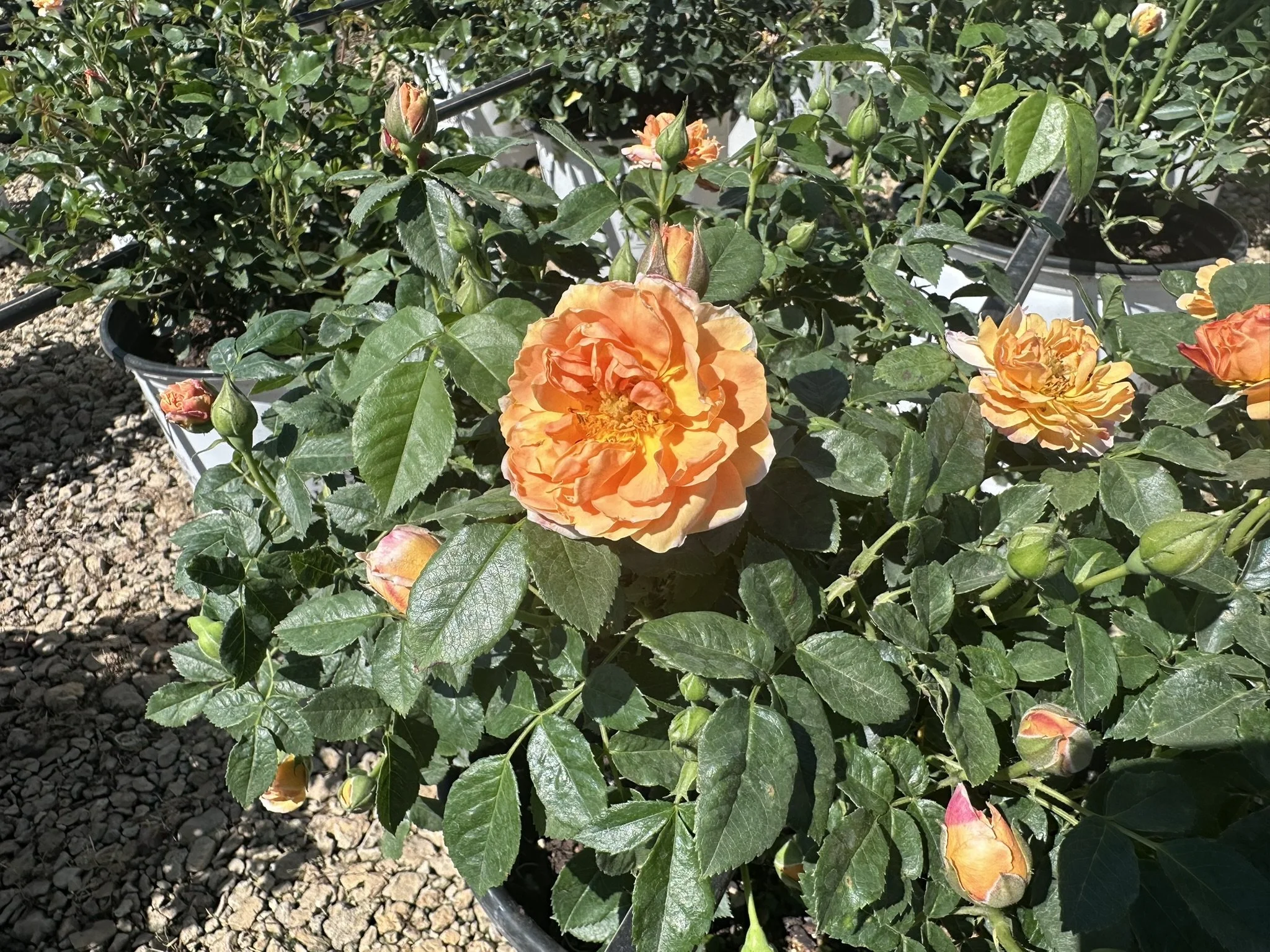 Rosa At Last® 'HORCOGJIL' PP27541