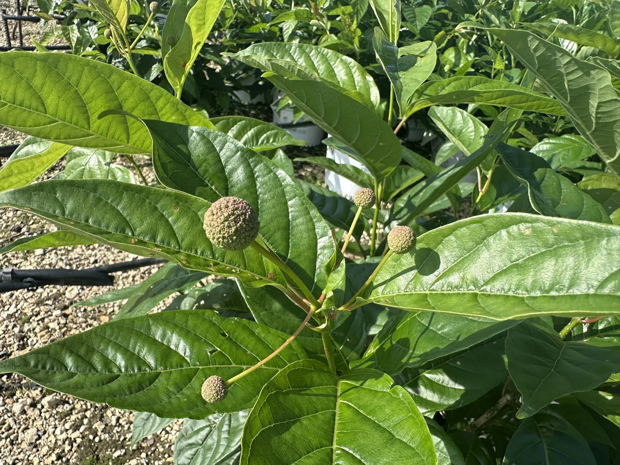 Cephalanthus occidentalis Sugar Shack® 2.0 'SMNCMBH' PPAF