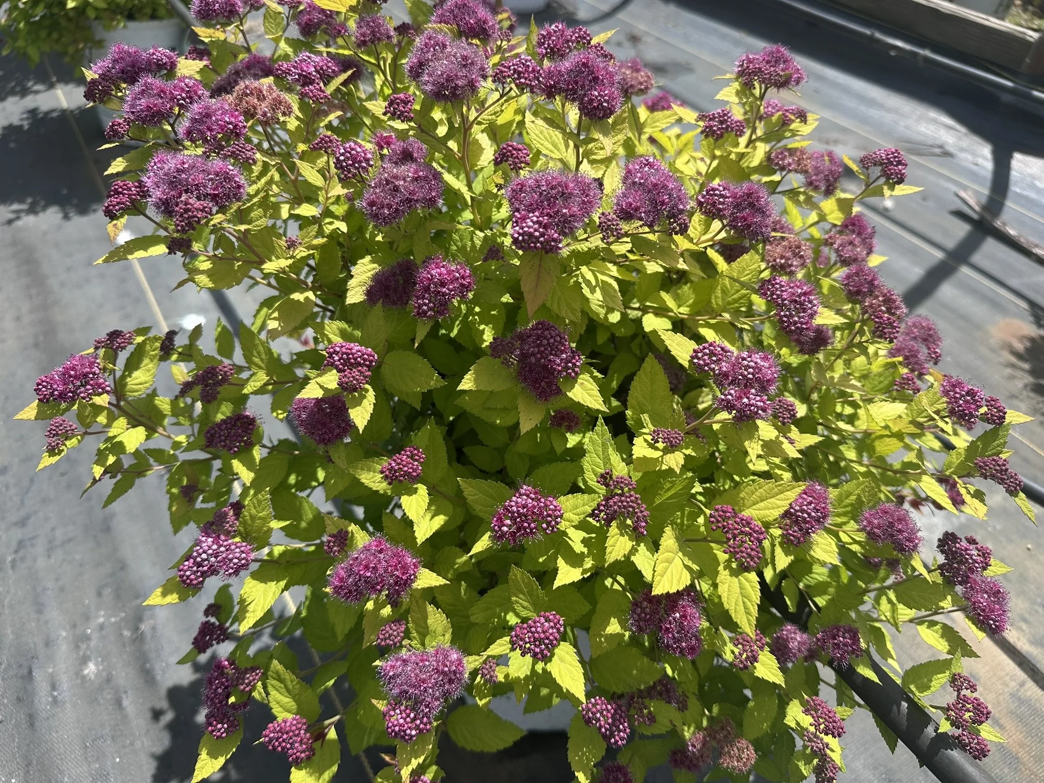 Spiraea japonica Double Play Dolly® 'SMNSJSA' PP35032