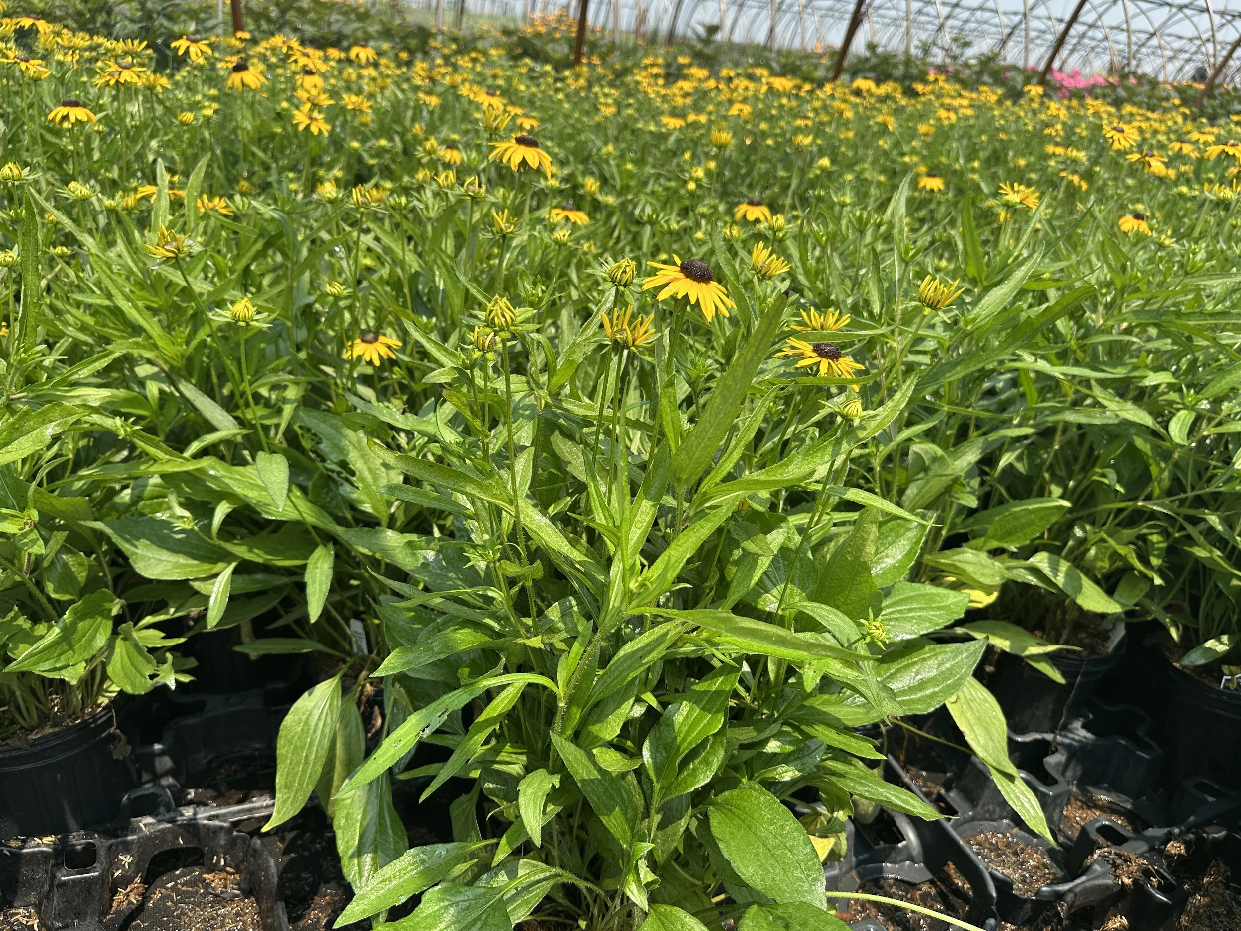 Rudbeckia Viette's Little Suzy.JPG