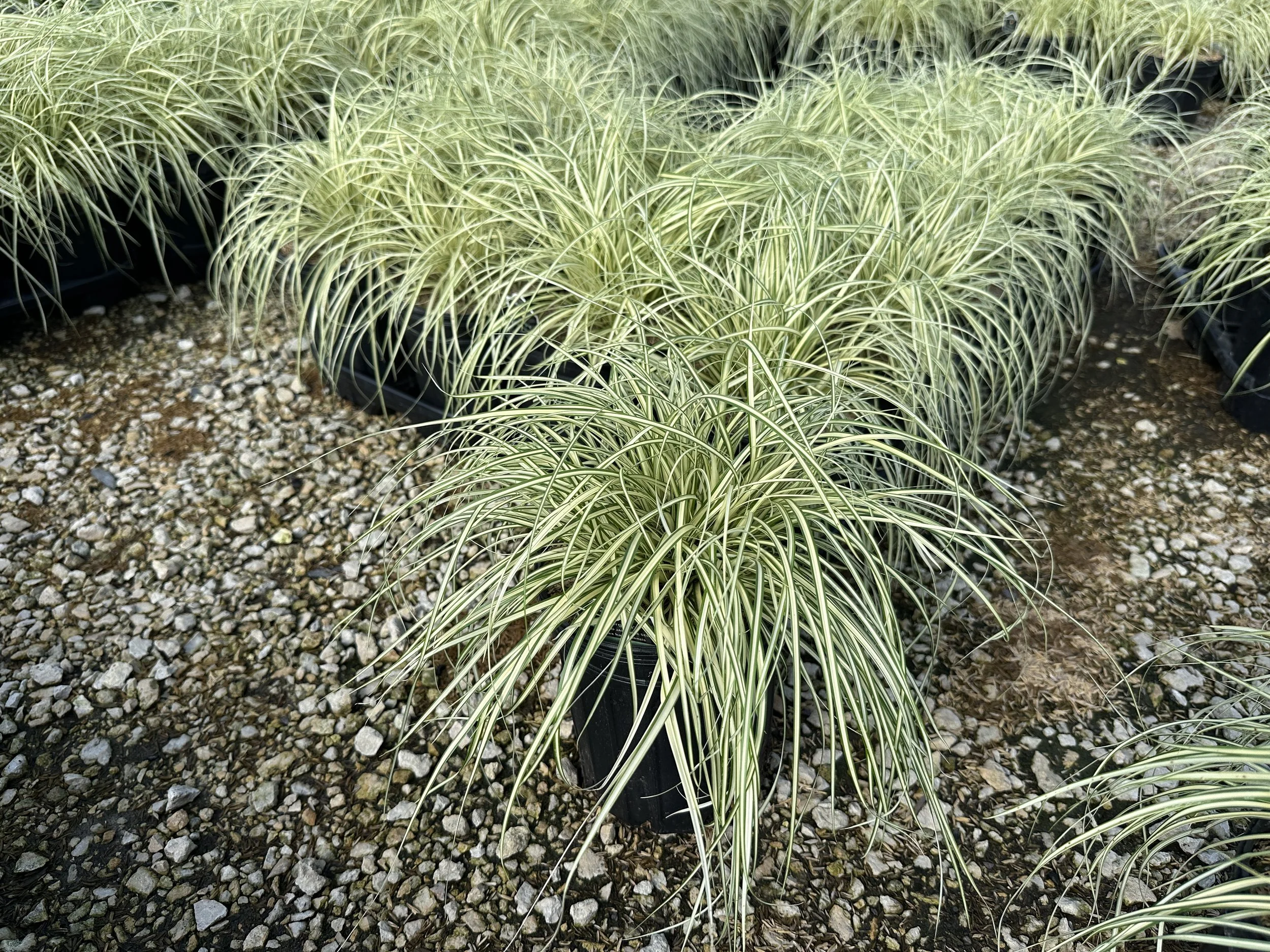 Carex hachijoensis 'Evergold'