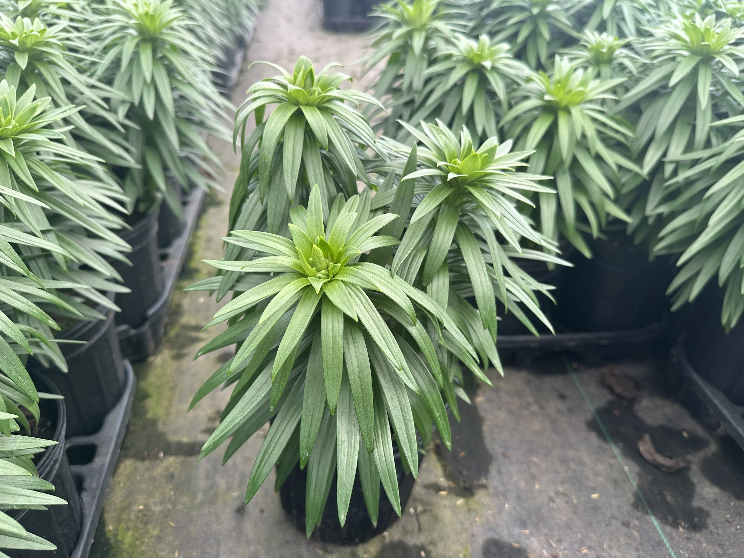Lilium 'Tiny Heroes' PPAF (Orange)