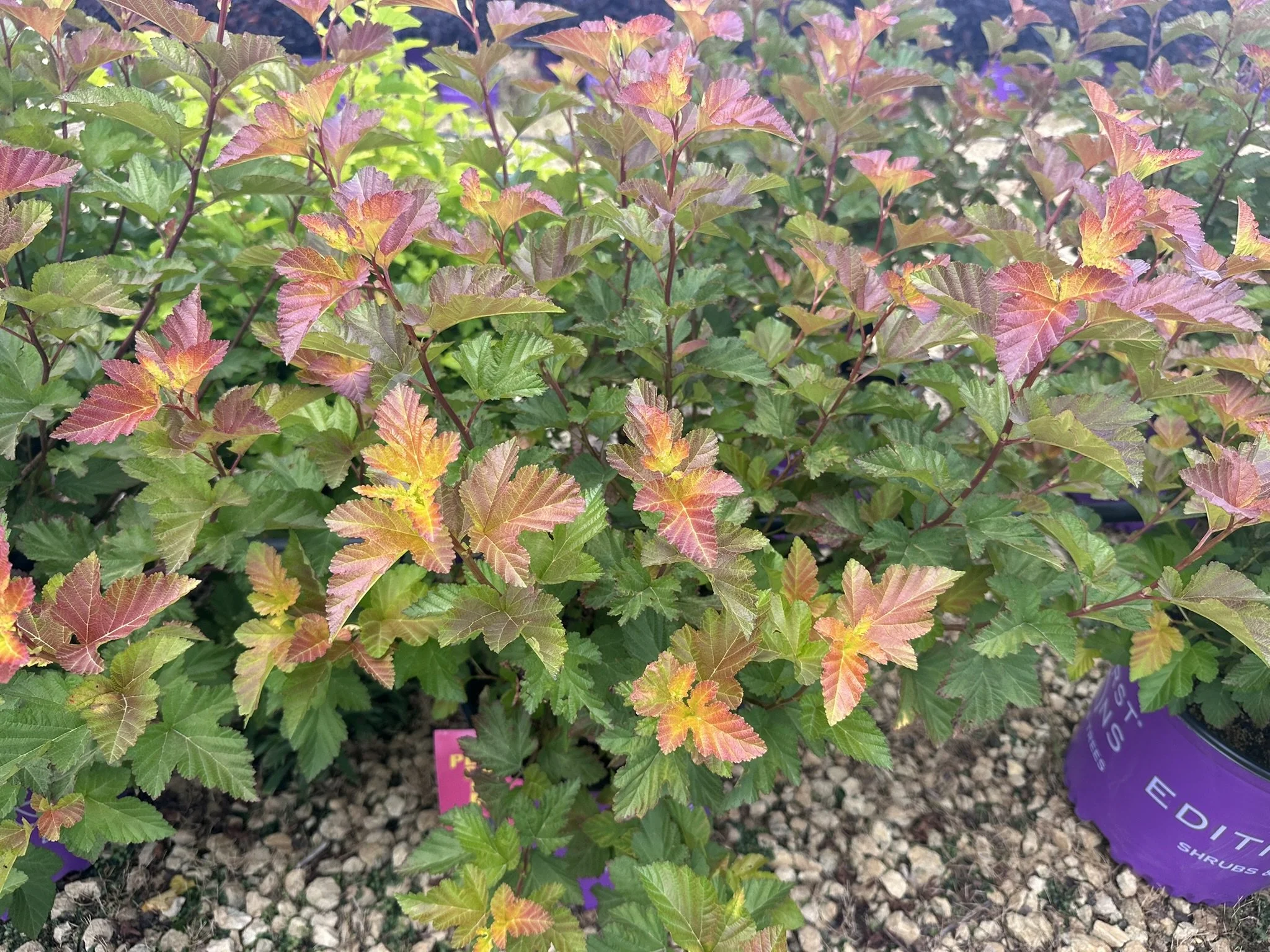 Physocarpus op. Amber Jubilee™ 'Jefam' PP23177