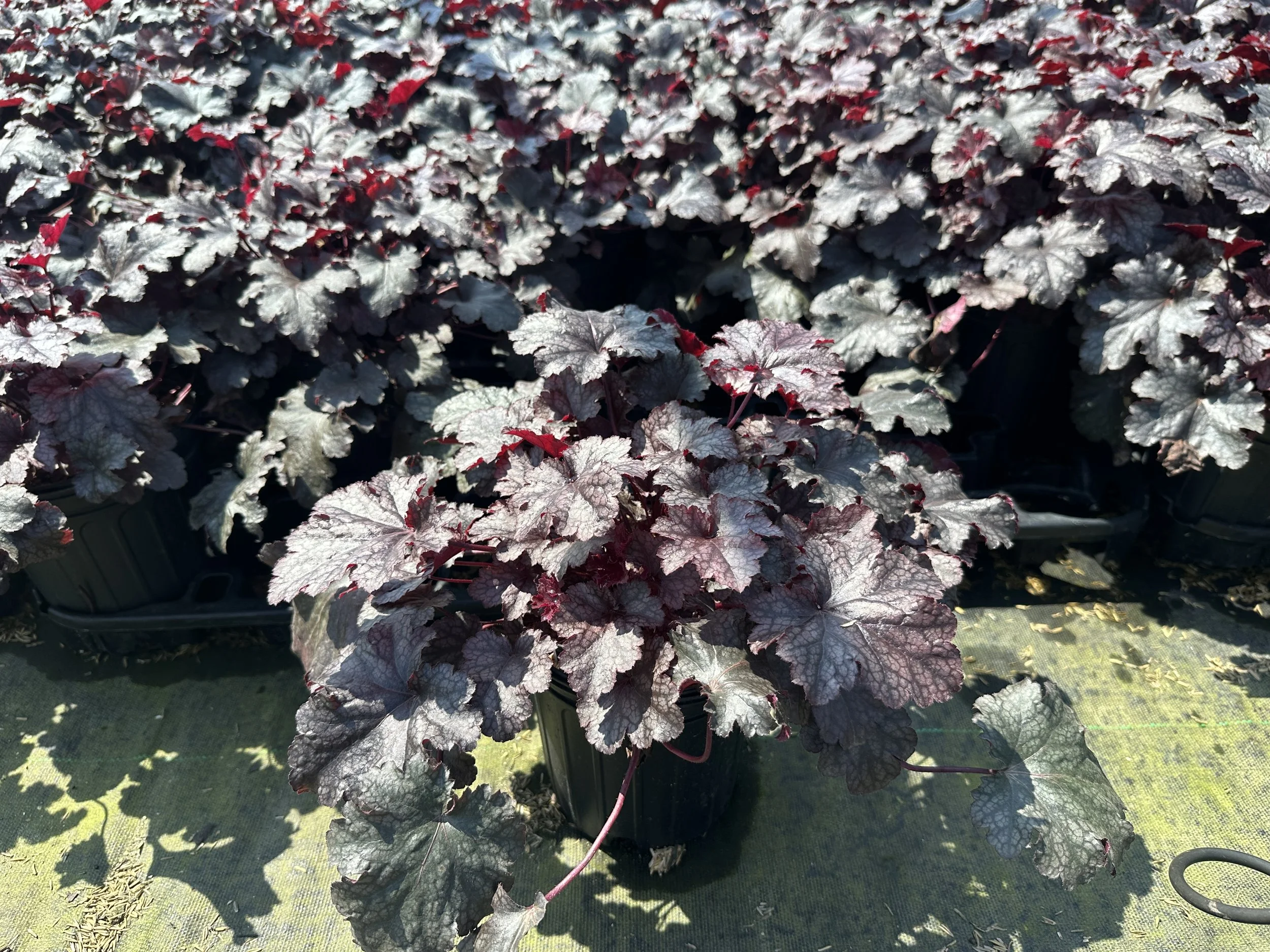 Heuchera 'Plum Pudding'