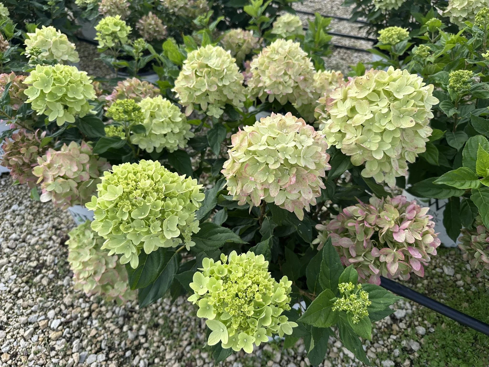 Hydrangea paniculata Little Lime® 'Jane' PP22330
