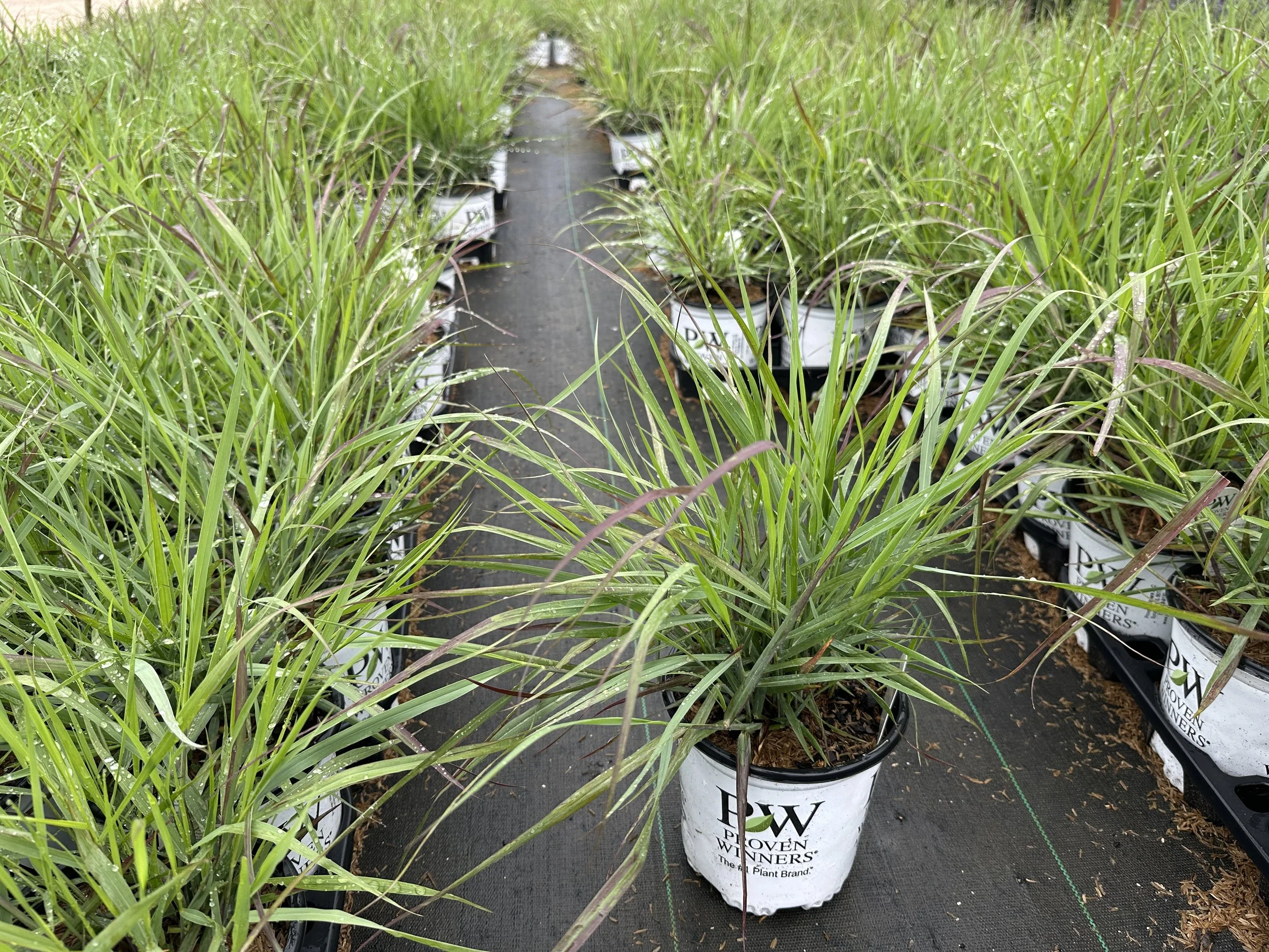 Panicum Cheyenne Sky.JPG