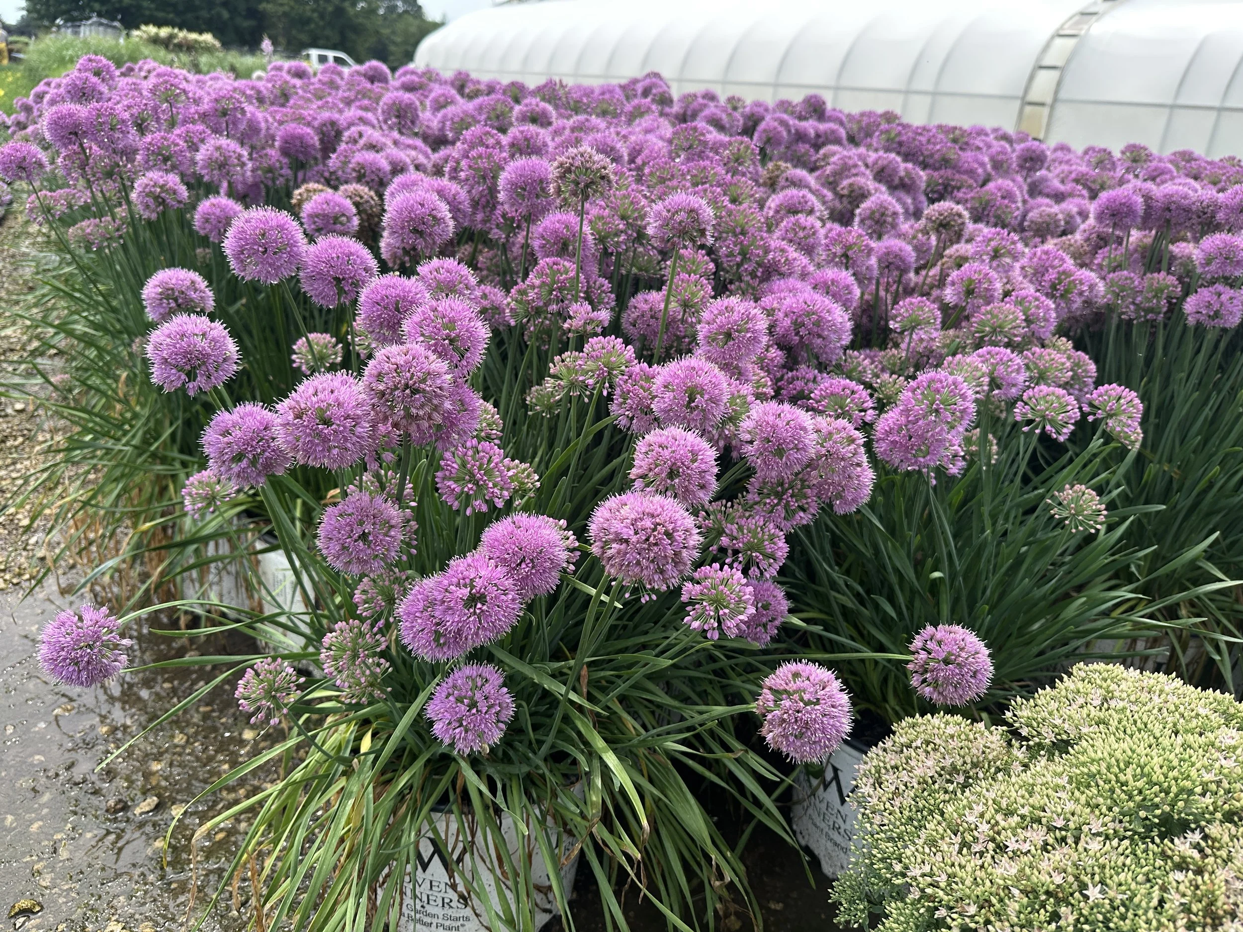 Allium 'Serendipity' PP32023