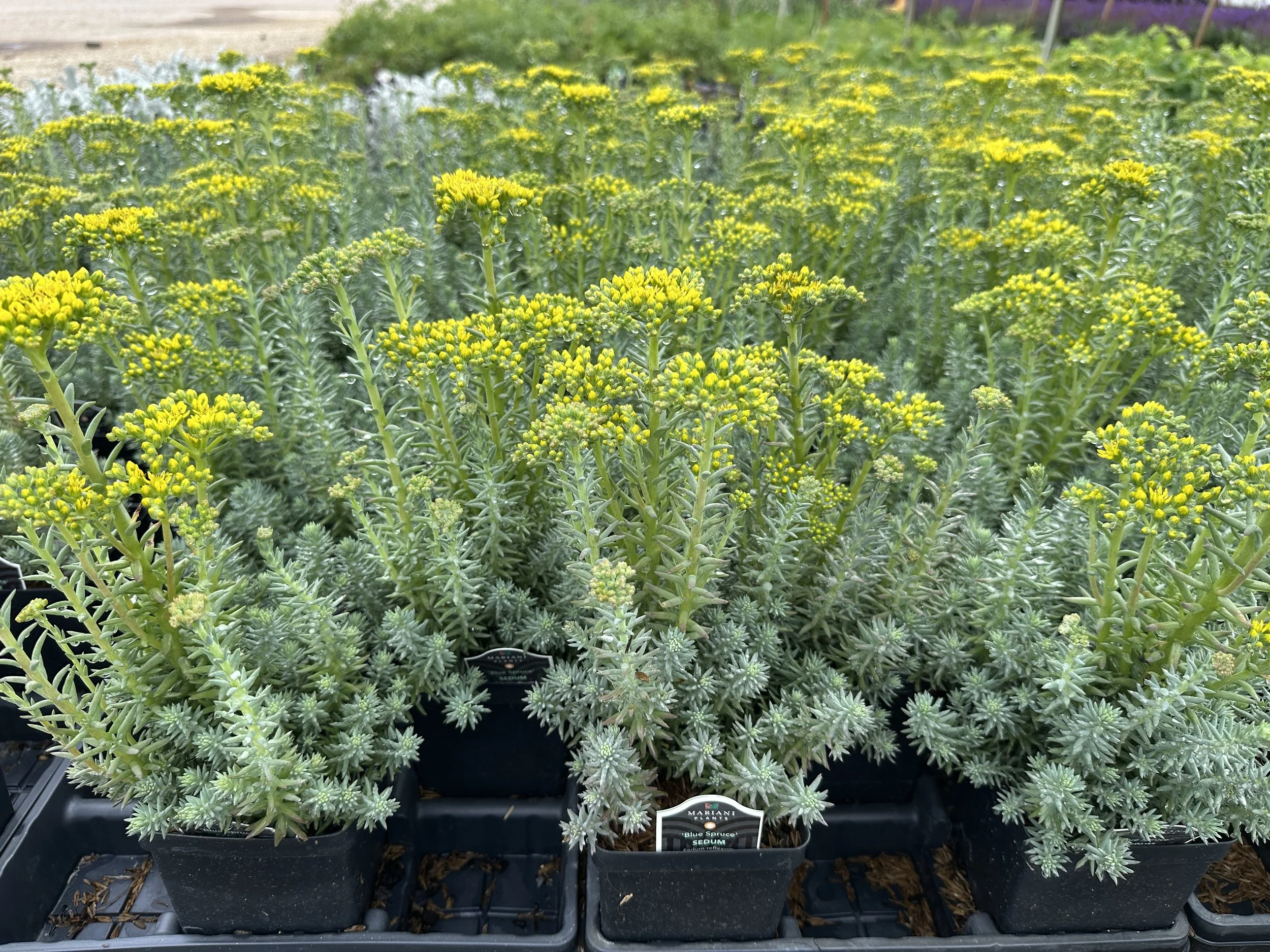 Sedum reflexum 'Blue Spruce'